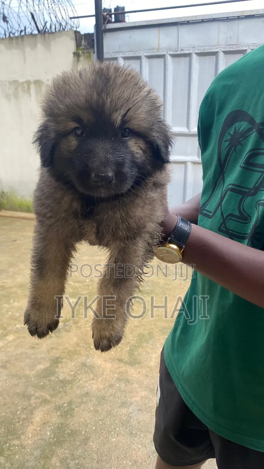 1-3 months Male Purebred Caucasian Shepherd