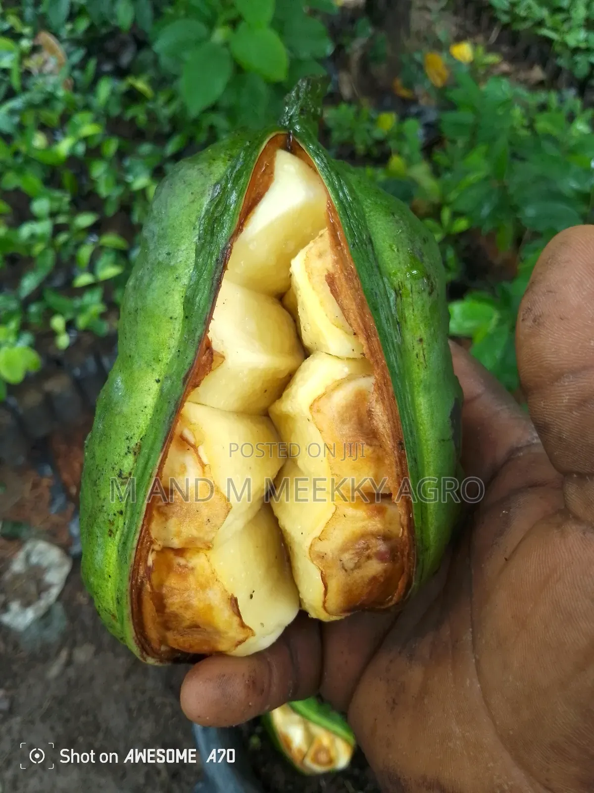 Healthy Hybrid Kolanut Seedlings
