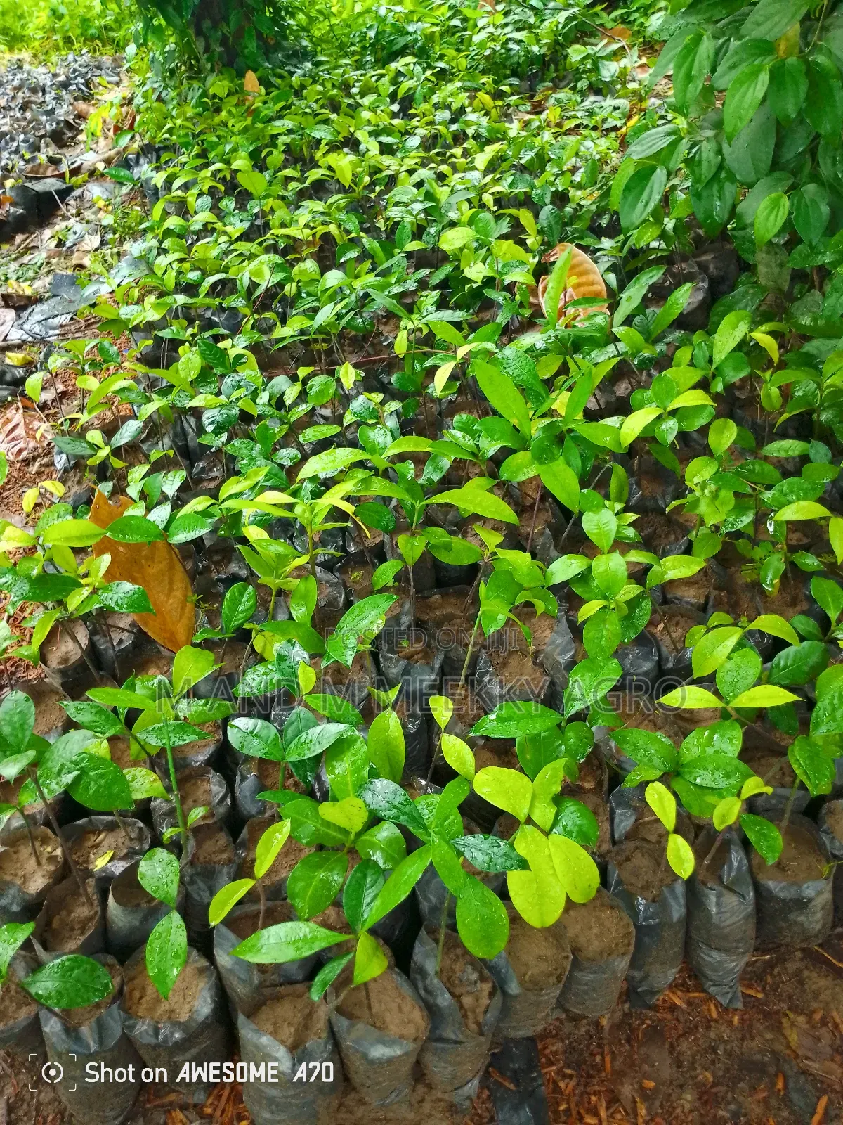 Healthy Hybrid Kolanut Seedlings