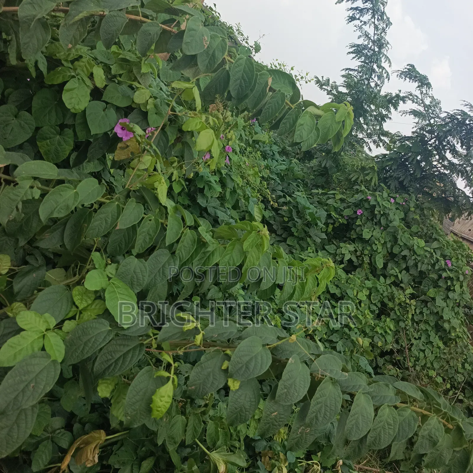 Half Plot of Land at Megida B/Stop