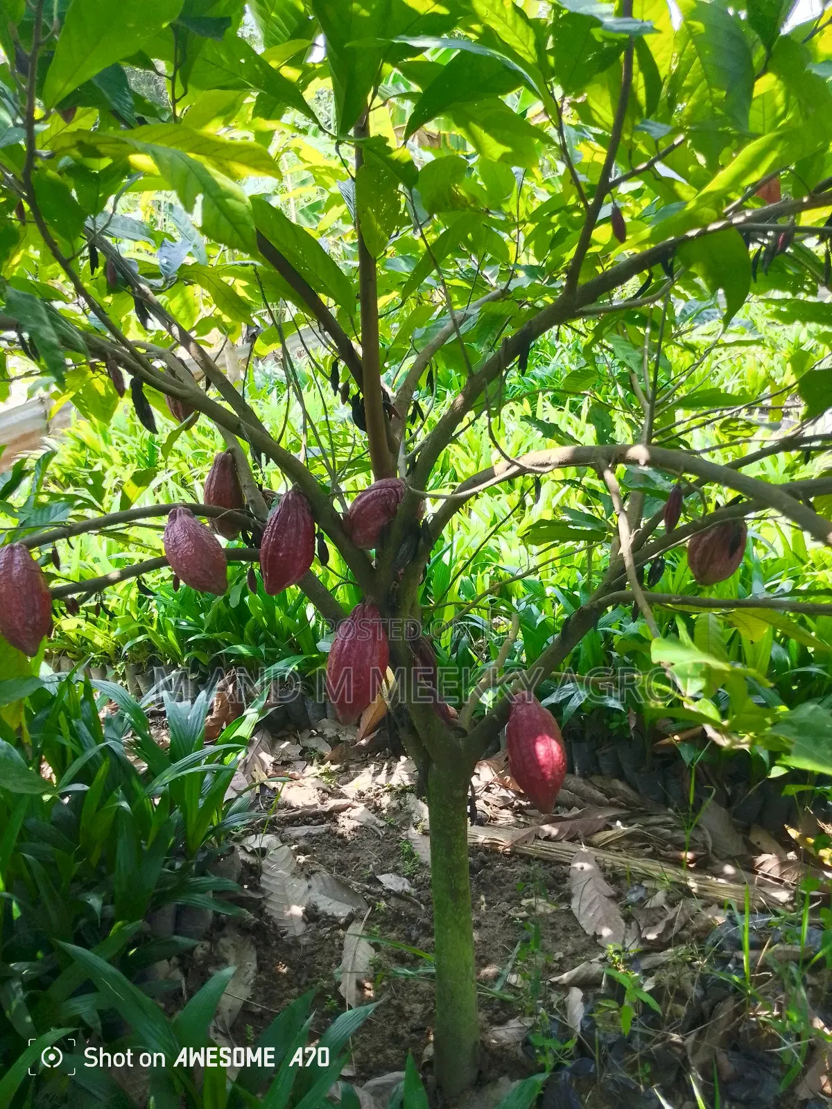Premium Hybrid Cocoa Seedlings – Fast Growing High Yield!
