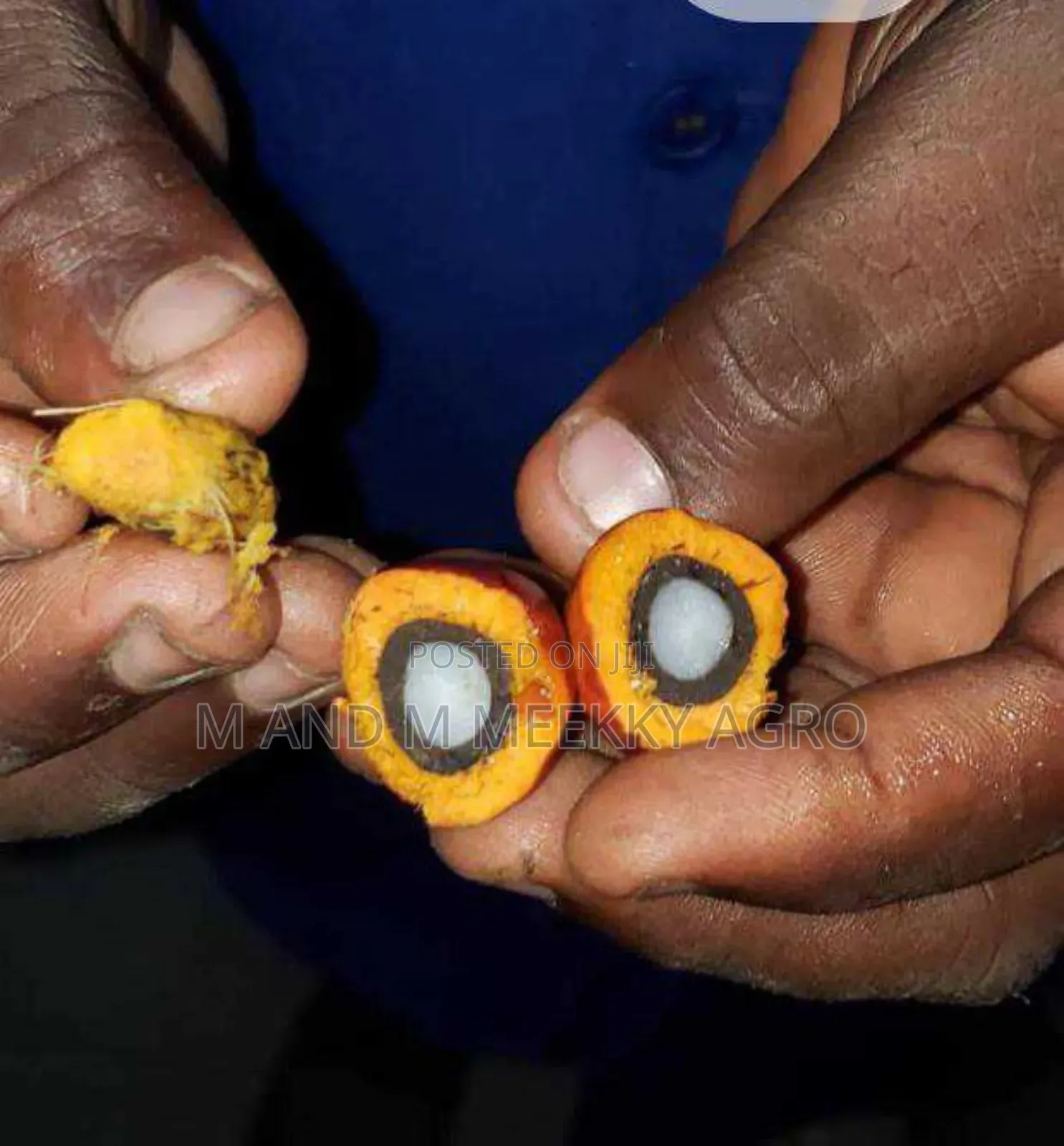 Hybrid Tenera Oil Palm Seedlings/Sprouted Nut