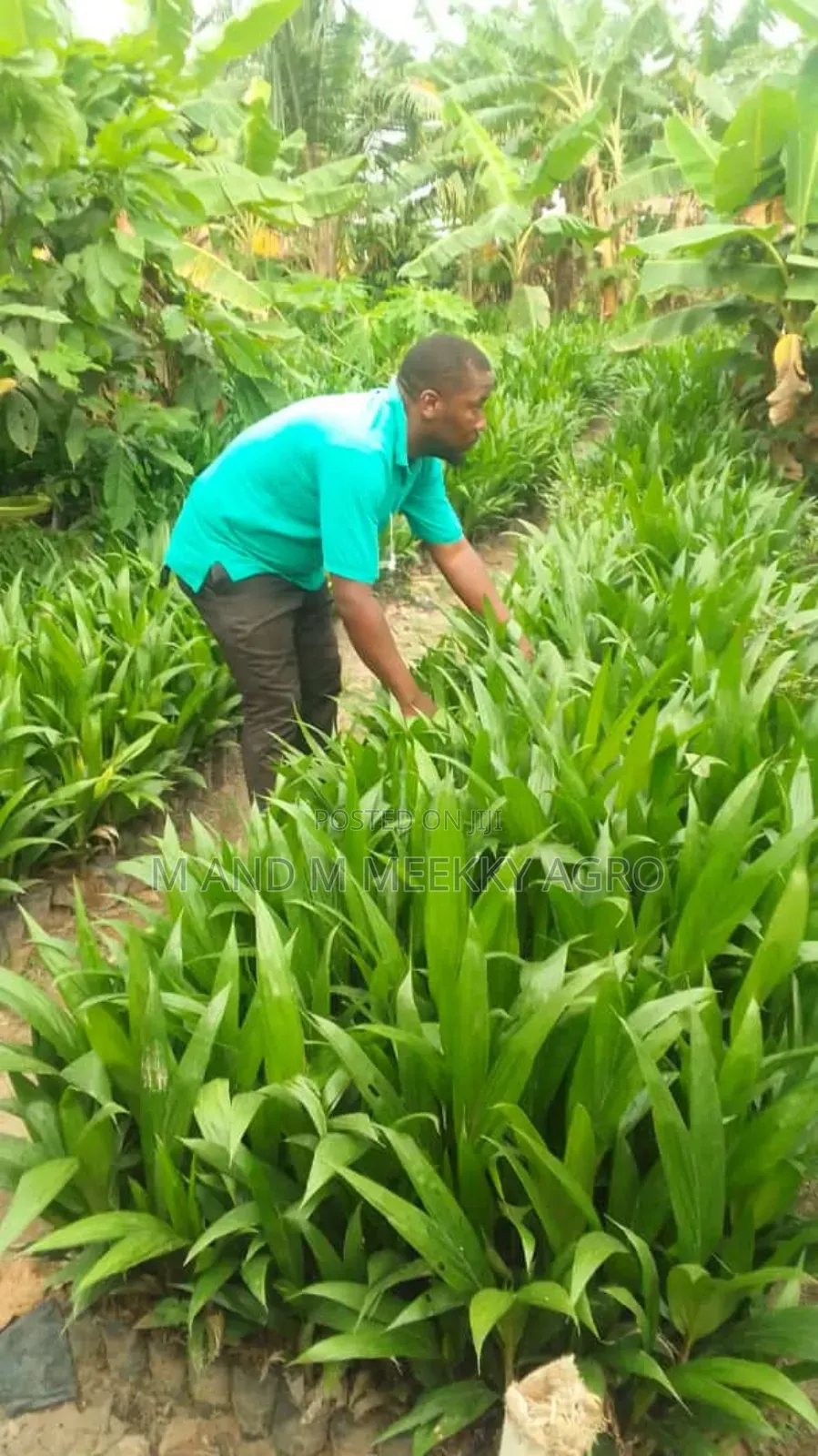 Hybrid Tenera Oil Palm Seedlings/Sprouted Nut