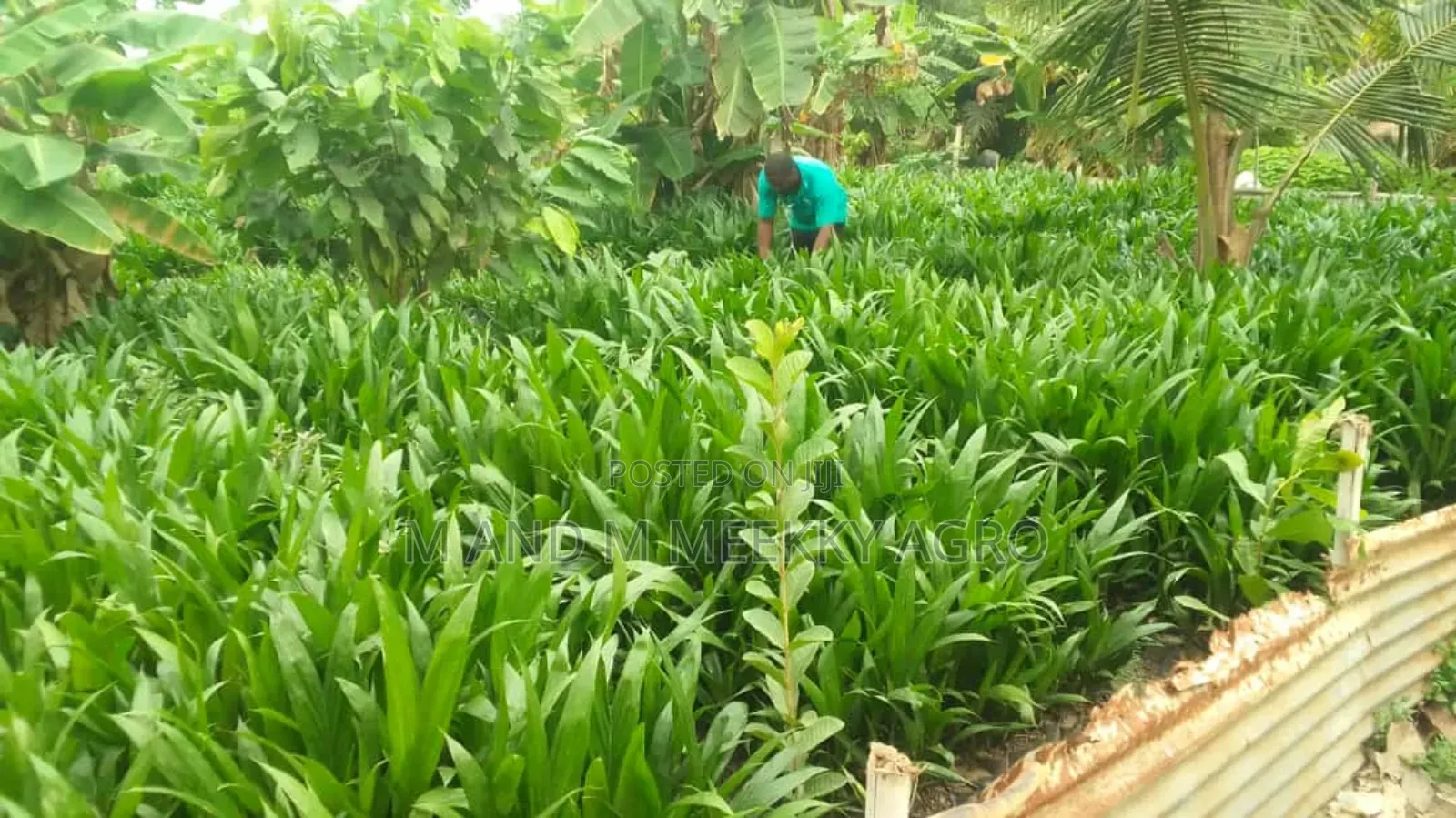 Hybrid Tenera Oil Palm Seedlings/Sprouted Nut