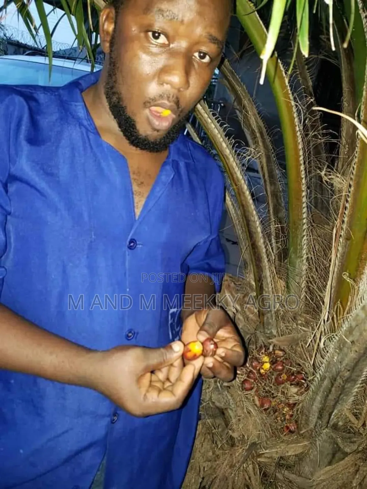 Hybrid Tenera Oil Palm Seedlings/Sprouted Nut