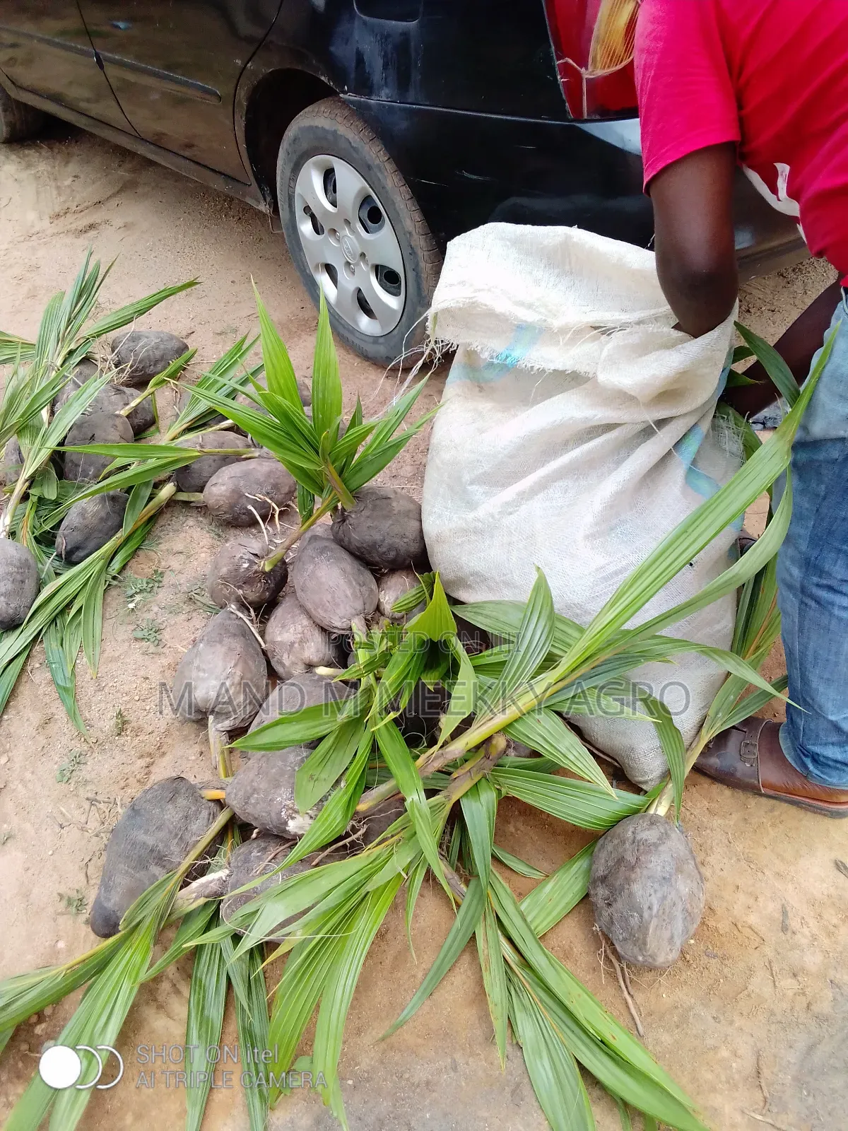 Dwarf and Hybrid Healthy Coconut Seedlings