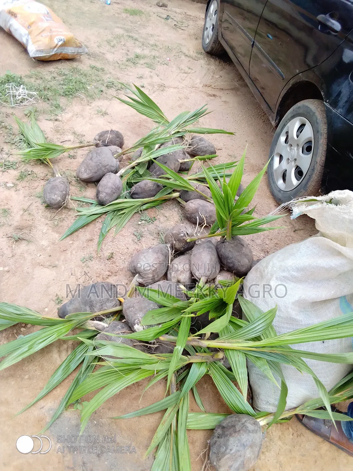 Dwarf and Hybrid Healthy Coconut Seedlings