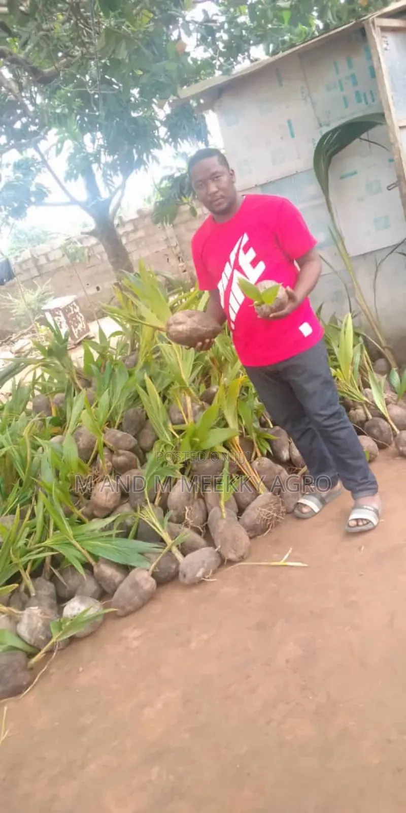 Dwarf and Hybrid Healthy Coconut Seedlings