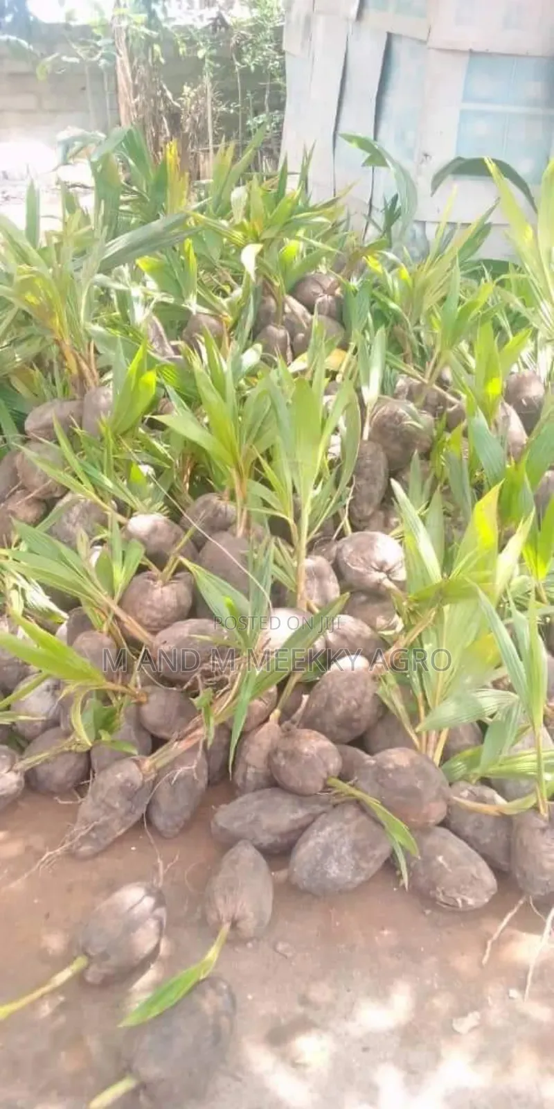 Dwarf and Hybrid Healthy Coconut Seedlings