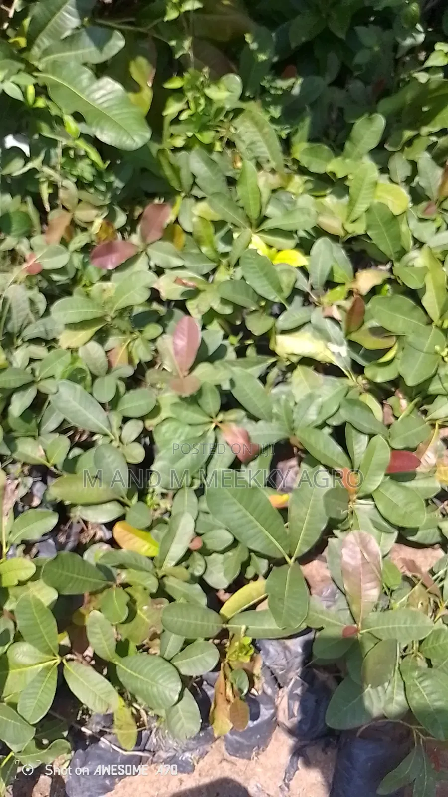 Shea Nut Seedlings