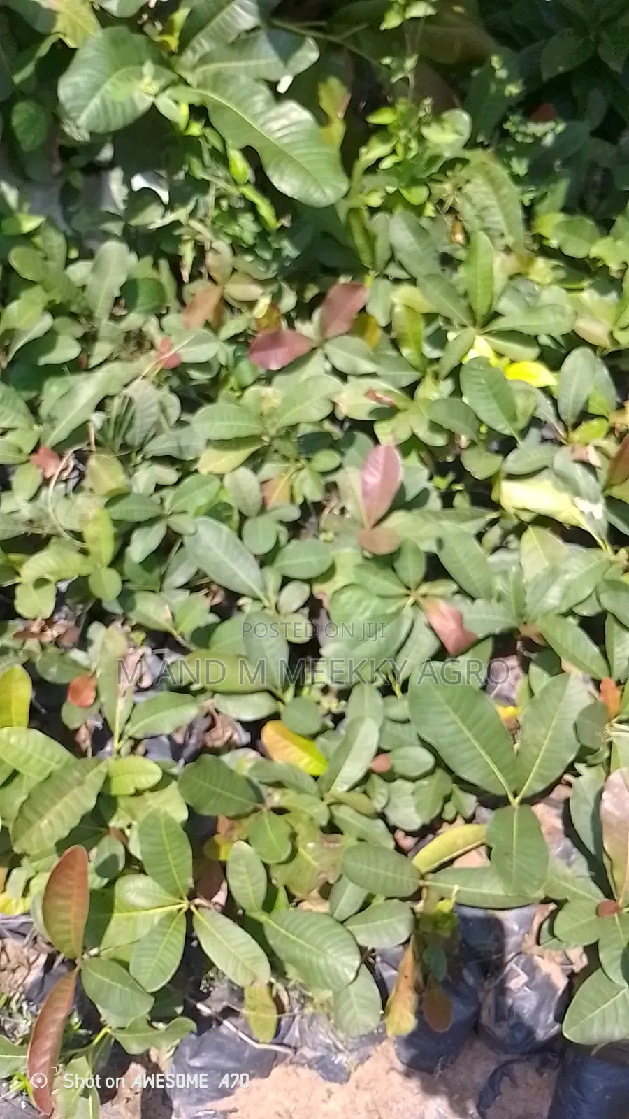 Shea Nut Seedlings