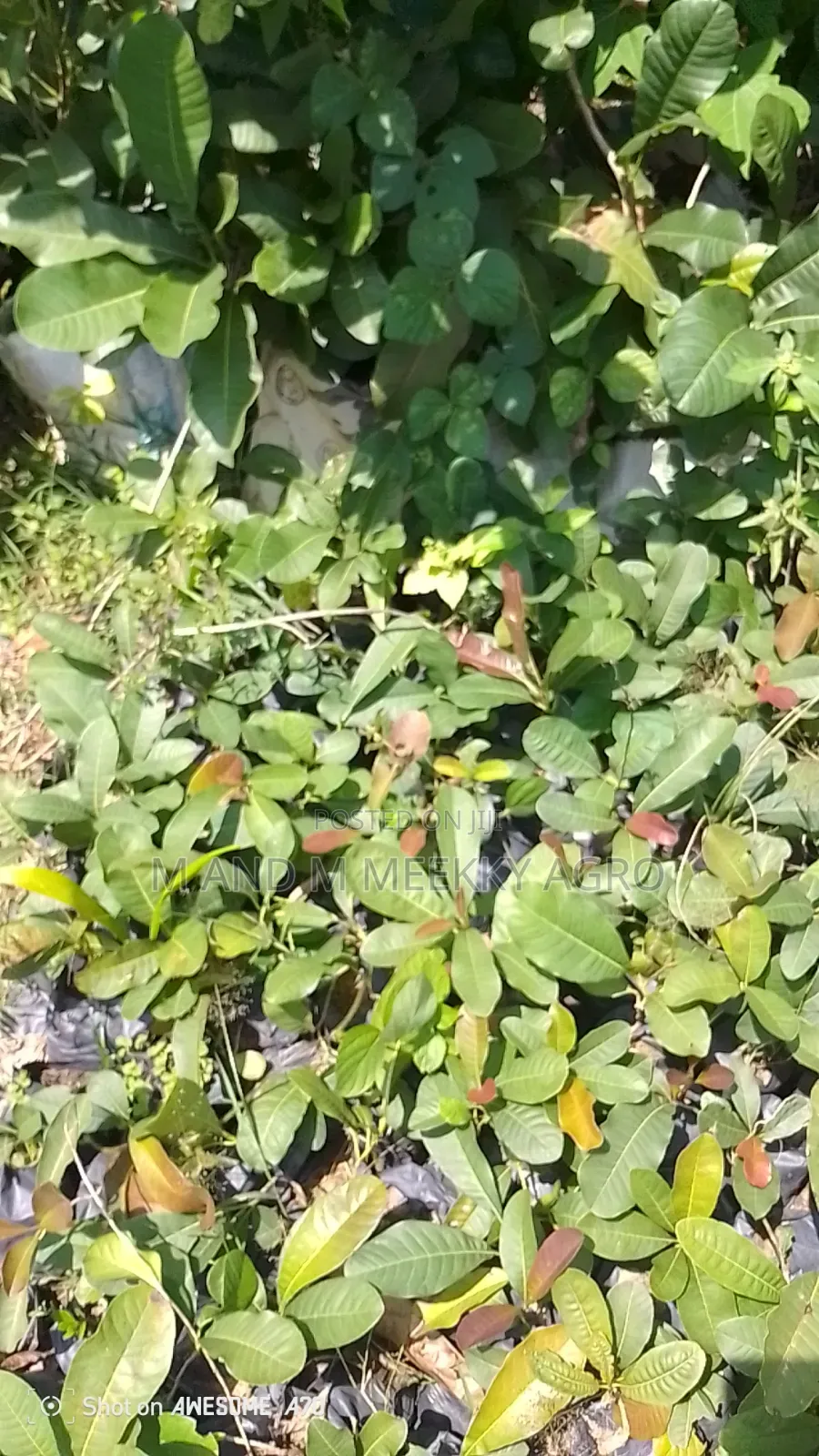 Shea Nut Seedlings