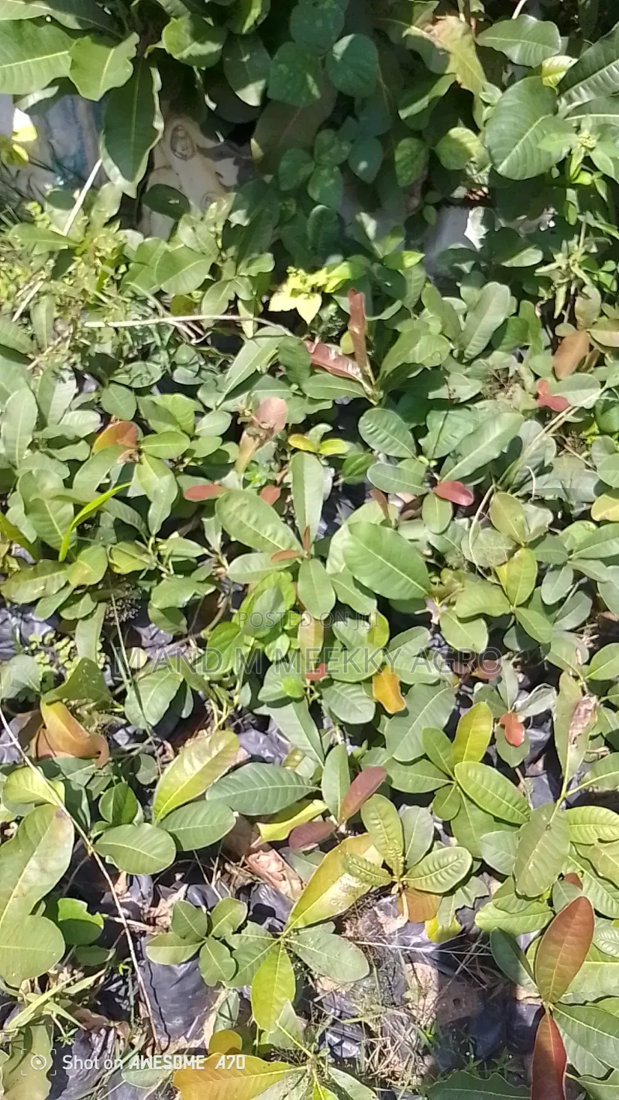 Shea Nut Seedlings