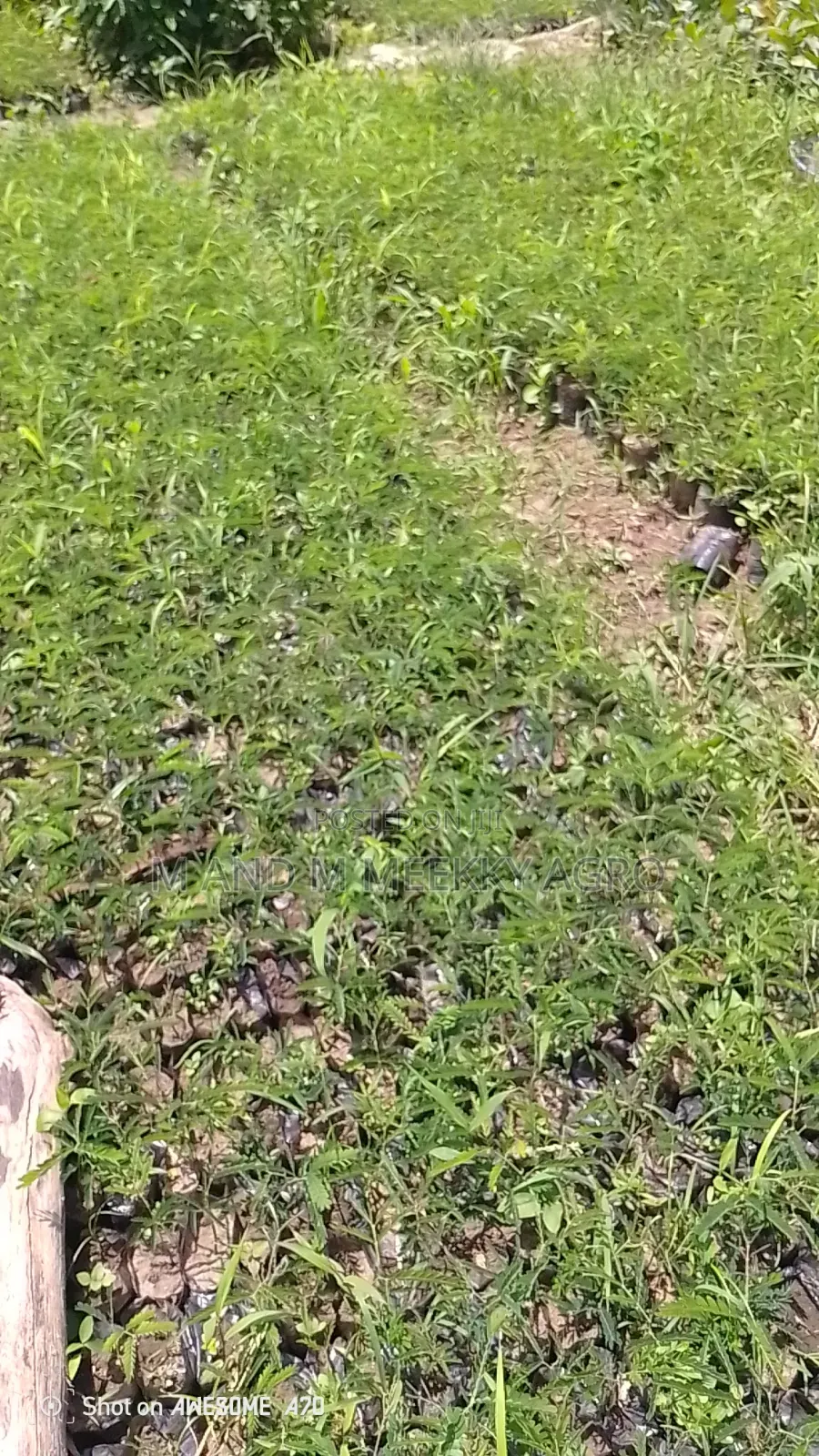 Healthy and Fast Growing Locust Beans (Iru) Seedlings