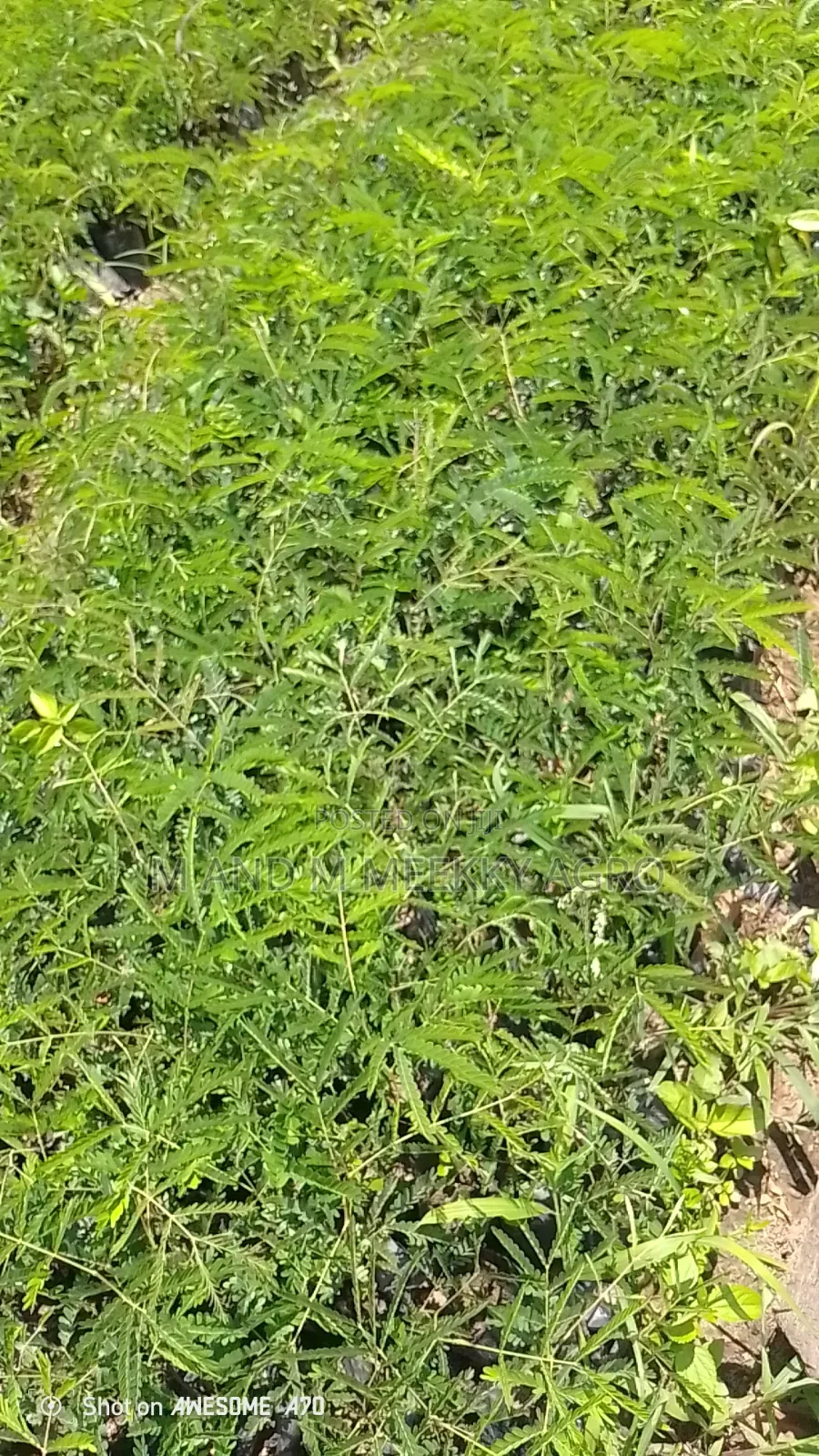 Healthy and Fast Growing Locust Beans (Iru) Seedlings