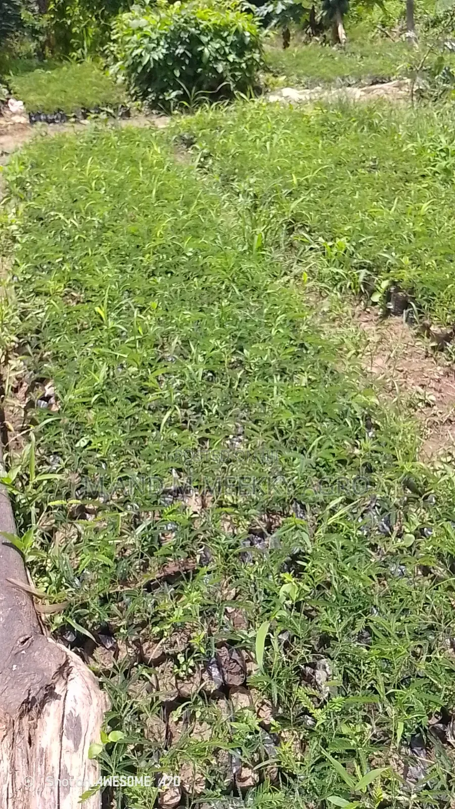 Healthy and Fast Growing Locust Beans (Iru) Seedlings