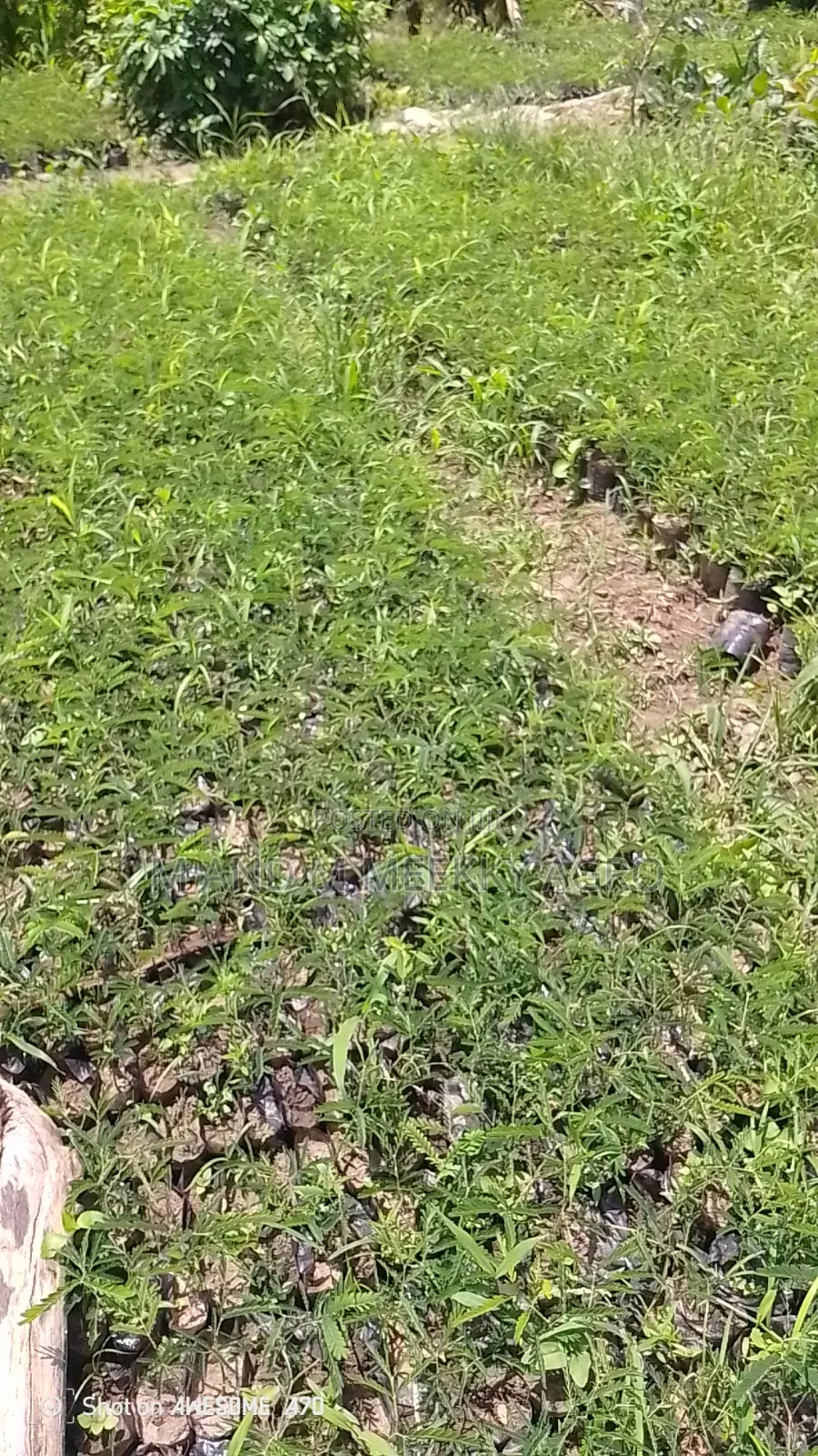 Healthy and Fast Growing Locust Beans (Iru) Seedlings