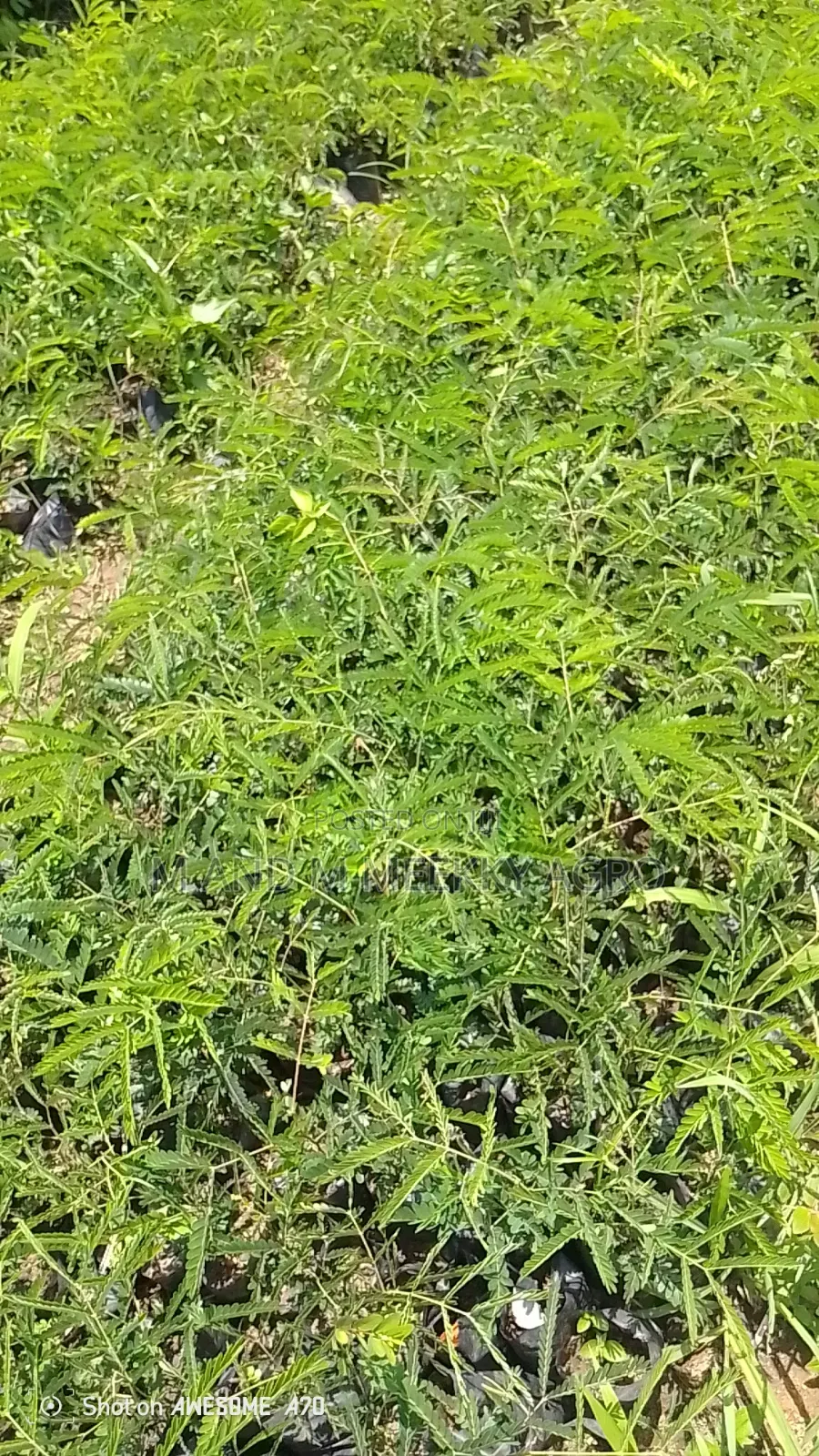 Healthy and Fast Growing Locust Beans (Iru) Seedlings