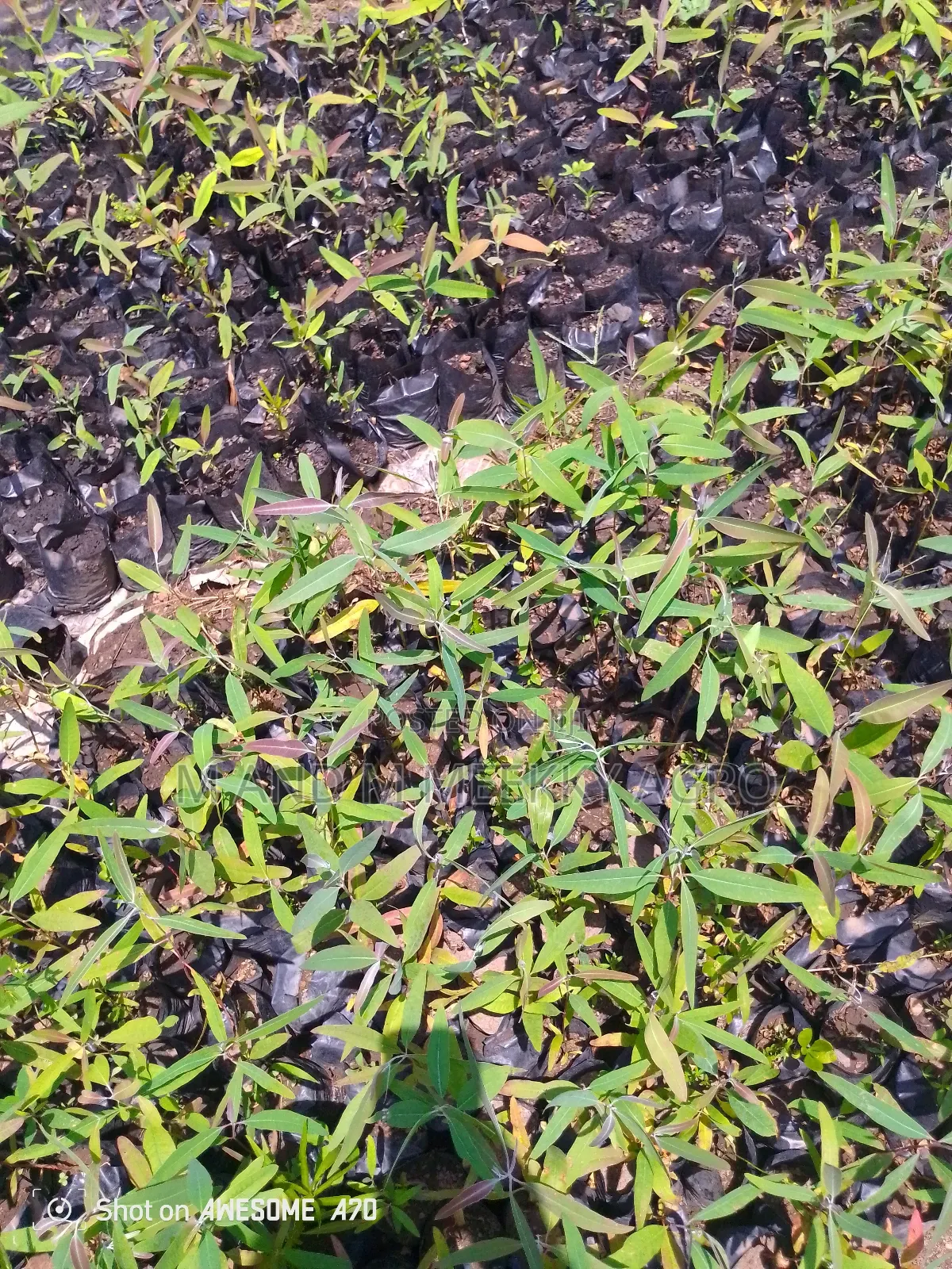 Fast-Growing Highly Profitable Eucalyptus Seedlings
