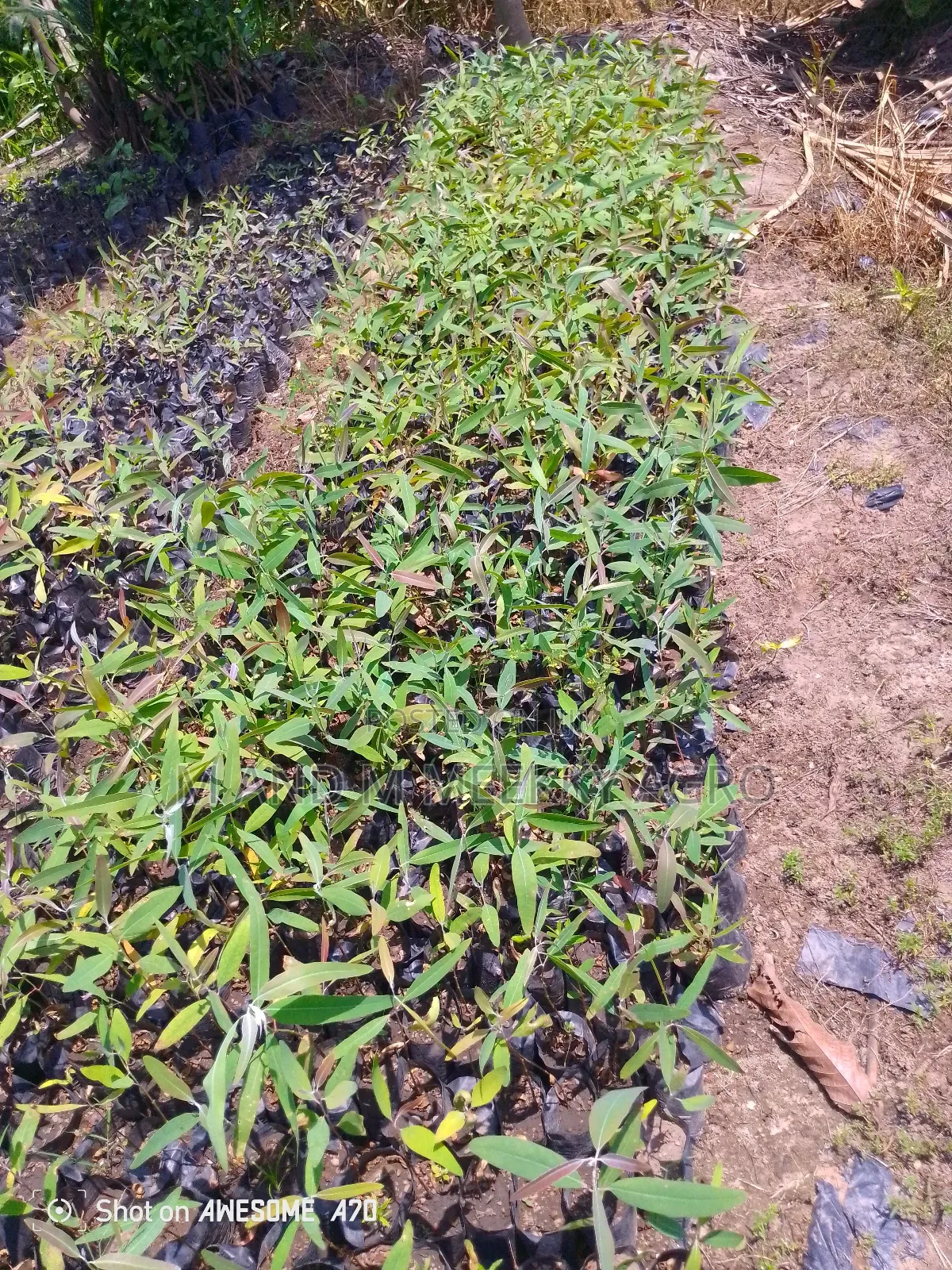 Fast-Growing Highly Profitable Eucalyptus Seedlings