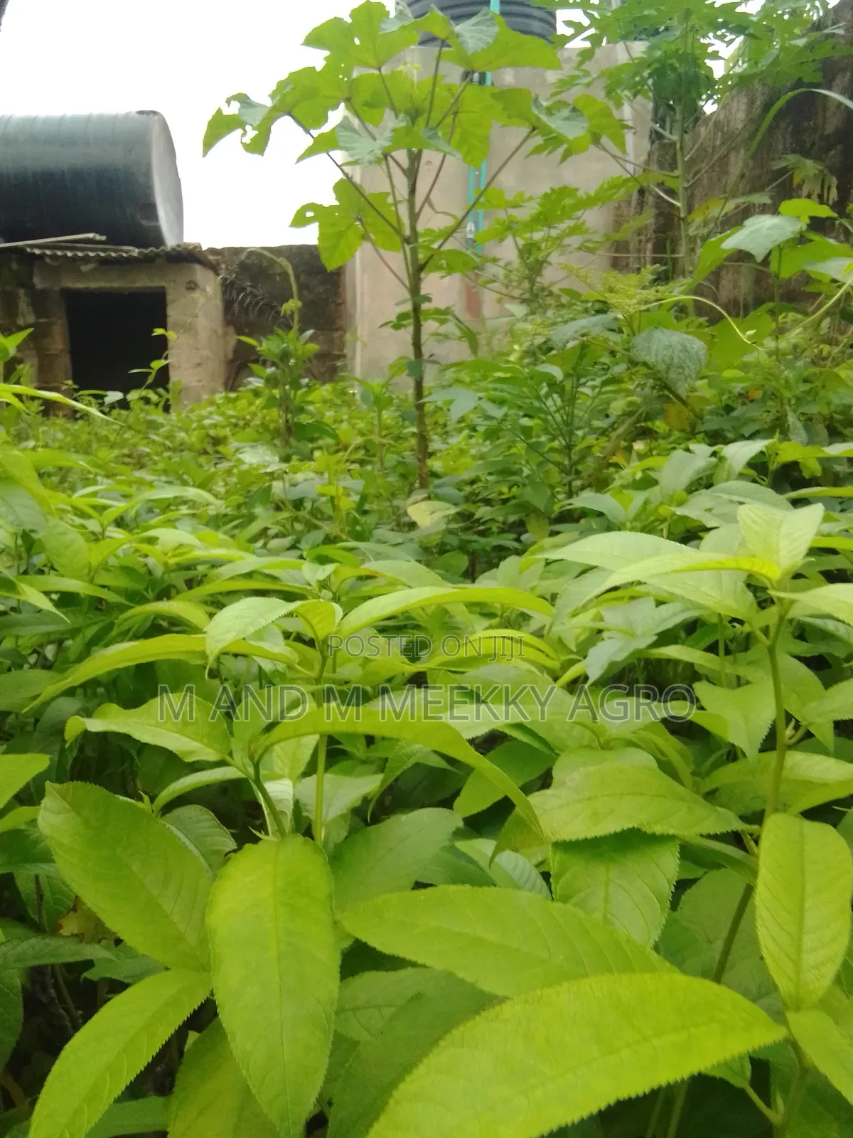Fast-Growing Highly Profitable Eucalyptus Seedlings