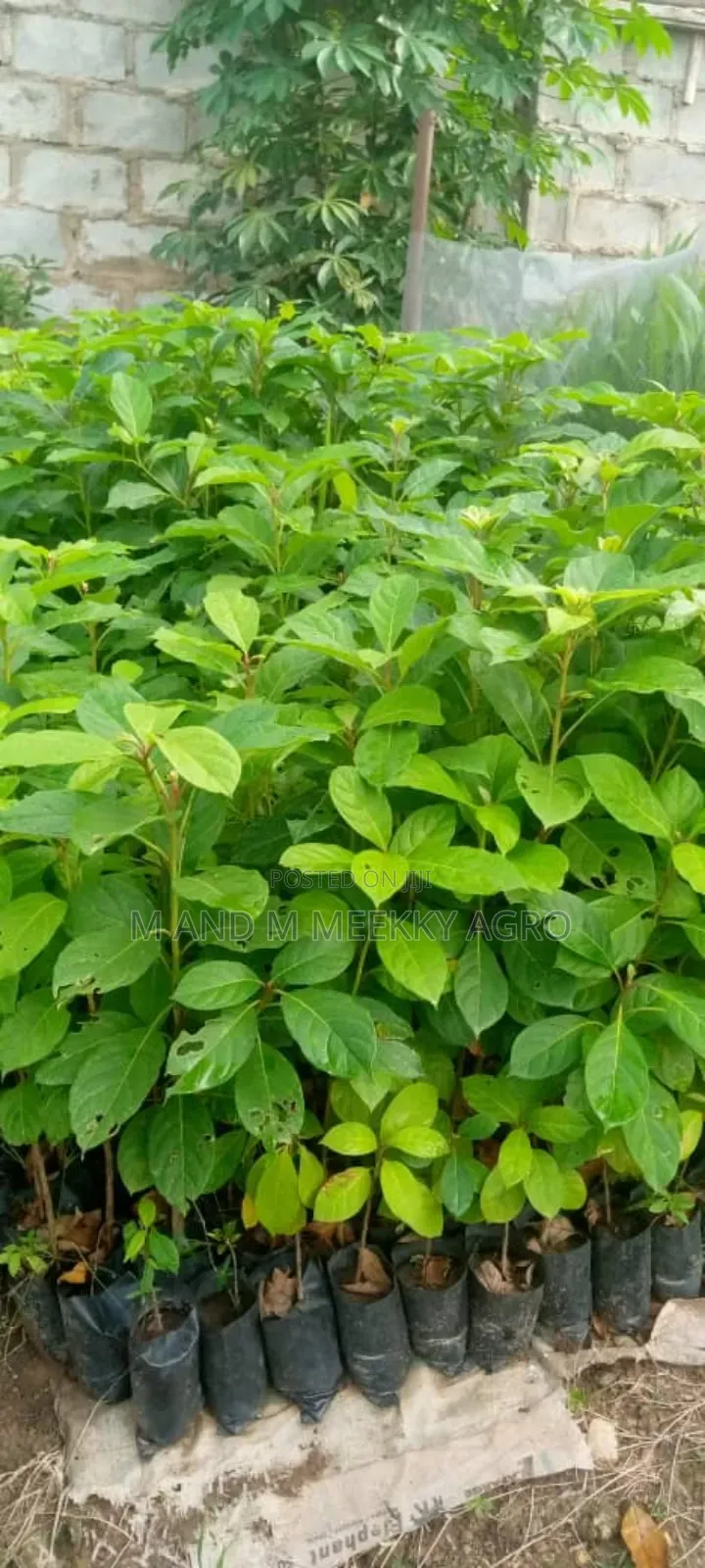 Premium White Black Afara Seedlings
