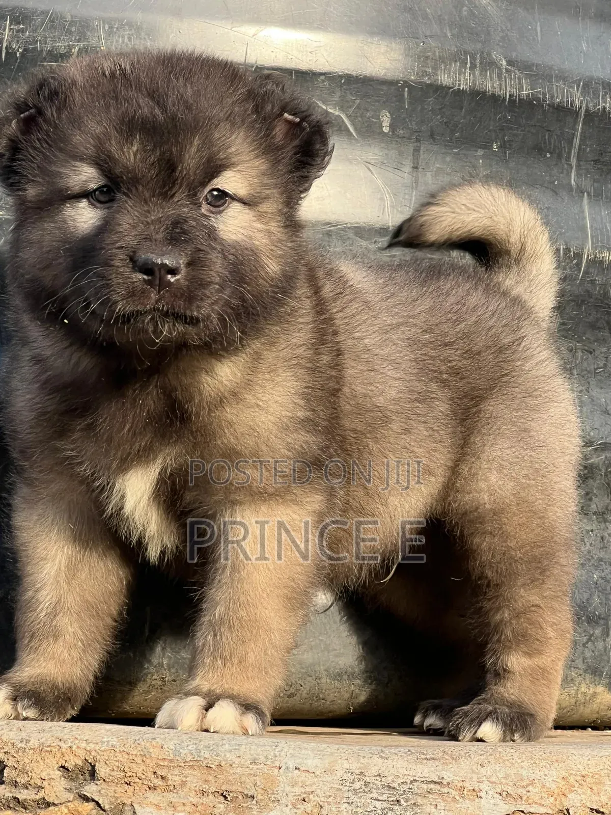 1-3 months Female Purebred Caucasian Shepherd