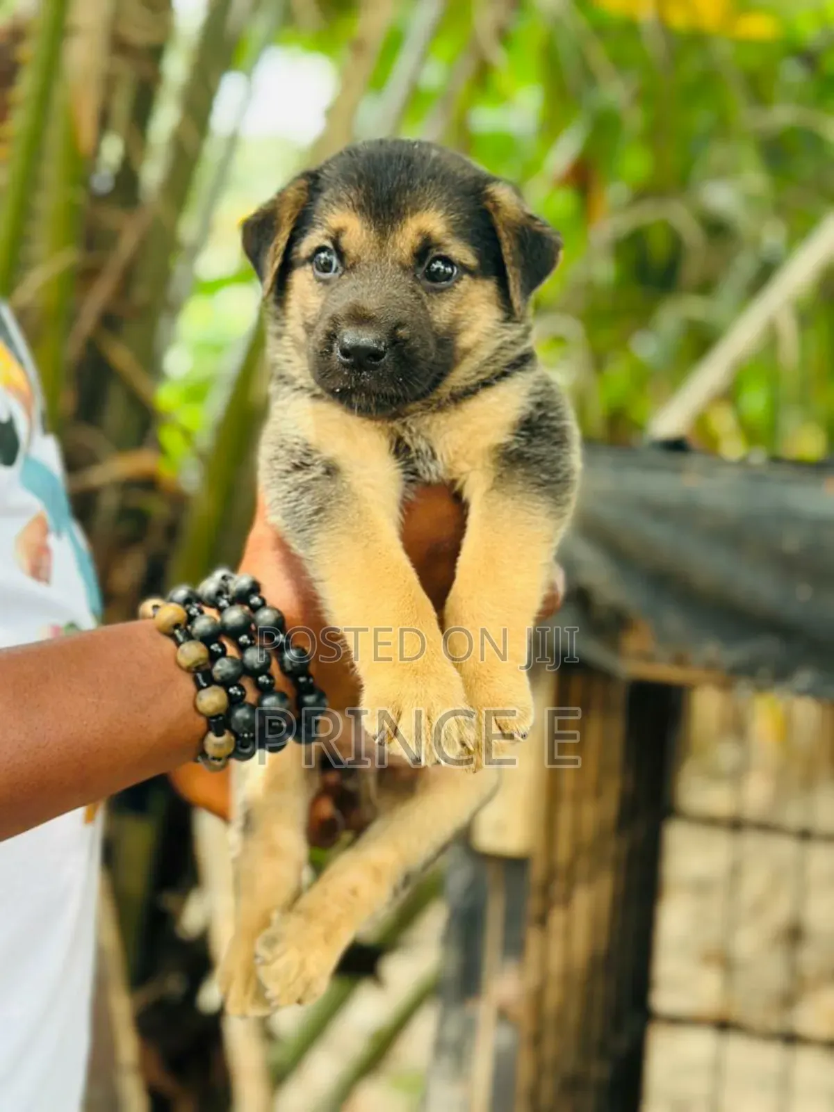 1-3 months Male Purebred German Shepherd