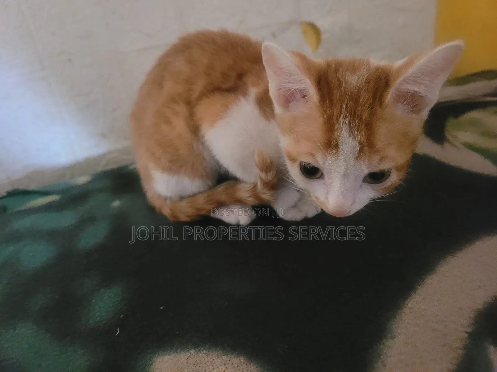 3-6 months Female Purebred Turkish Angora