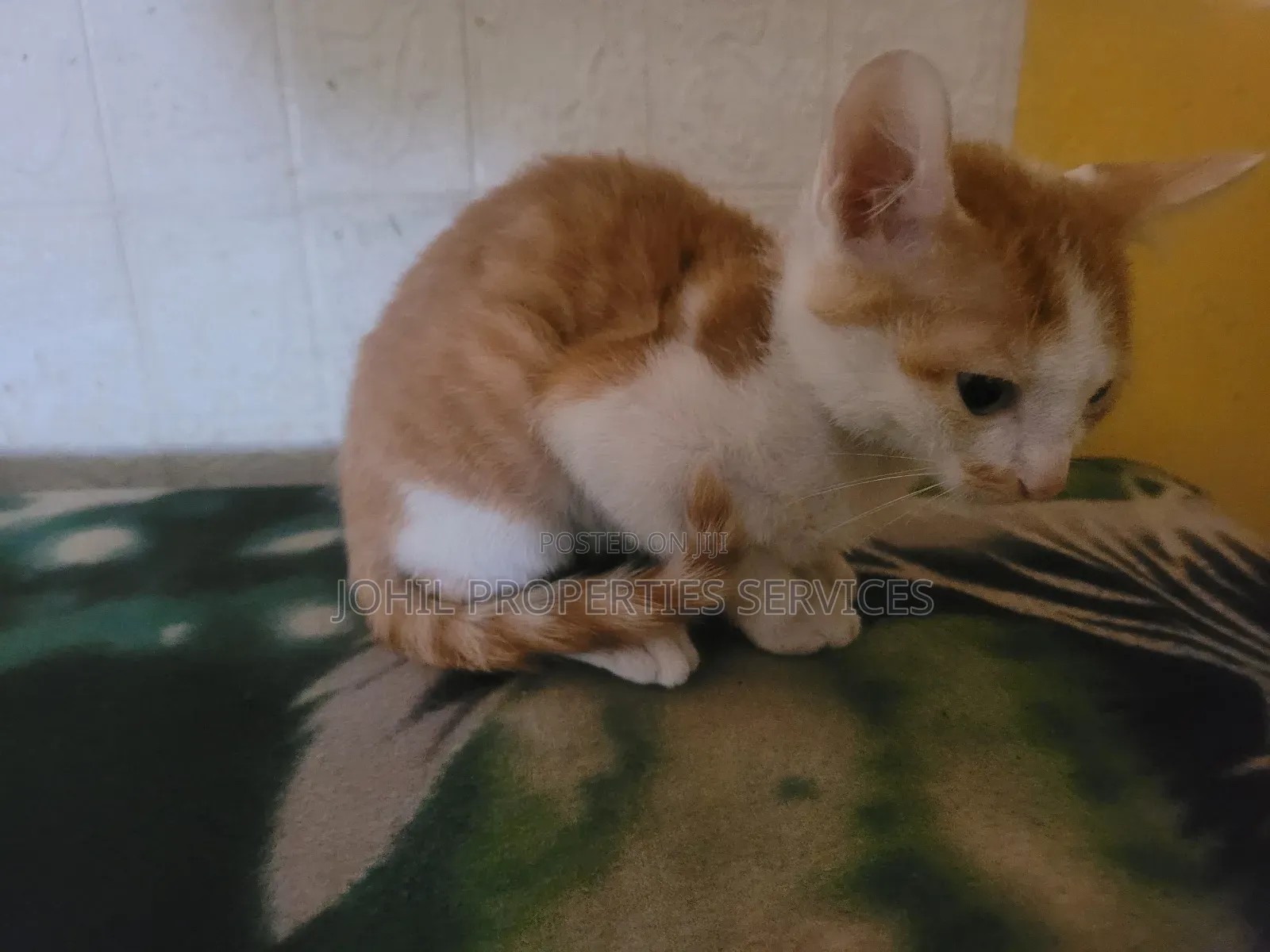 3-6 months Female Purebred Turkish Angora