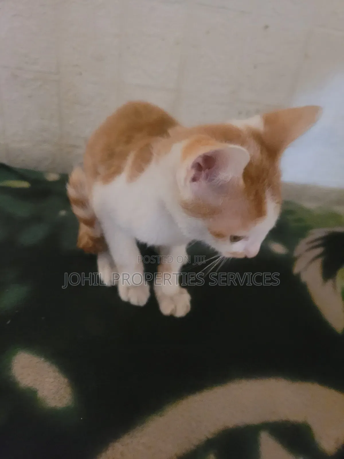 3-6 months Female Purebred Turkish Angora