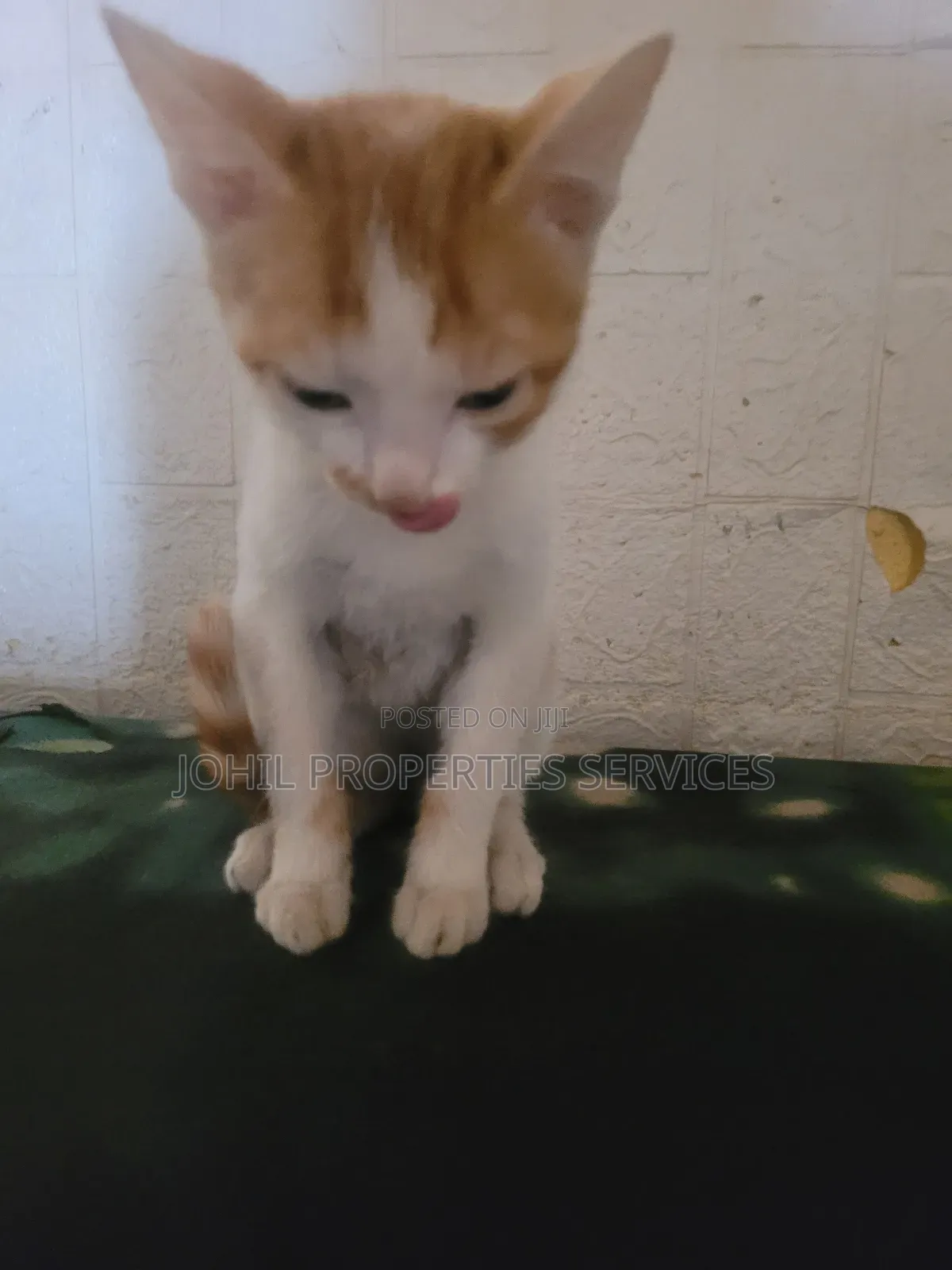 3-6 months Female Purebred Turkish Angora
