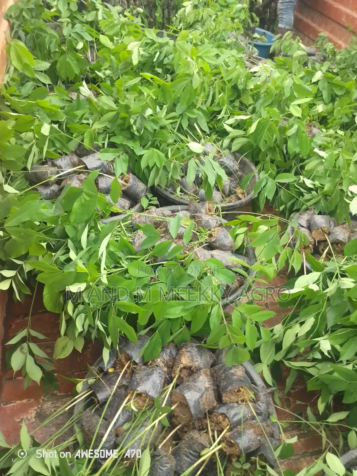  Apa African Mahogany Seedlings
