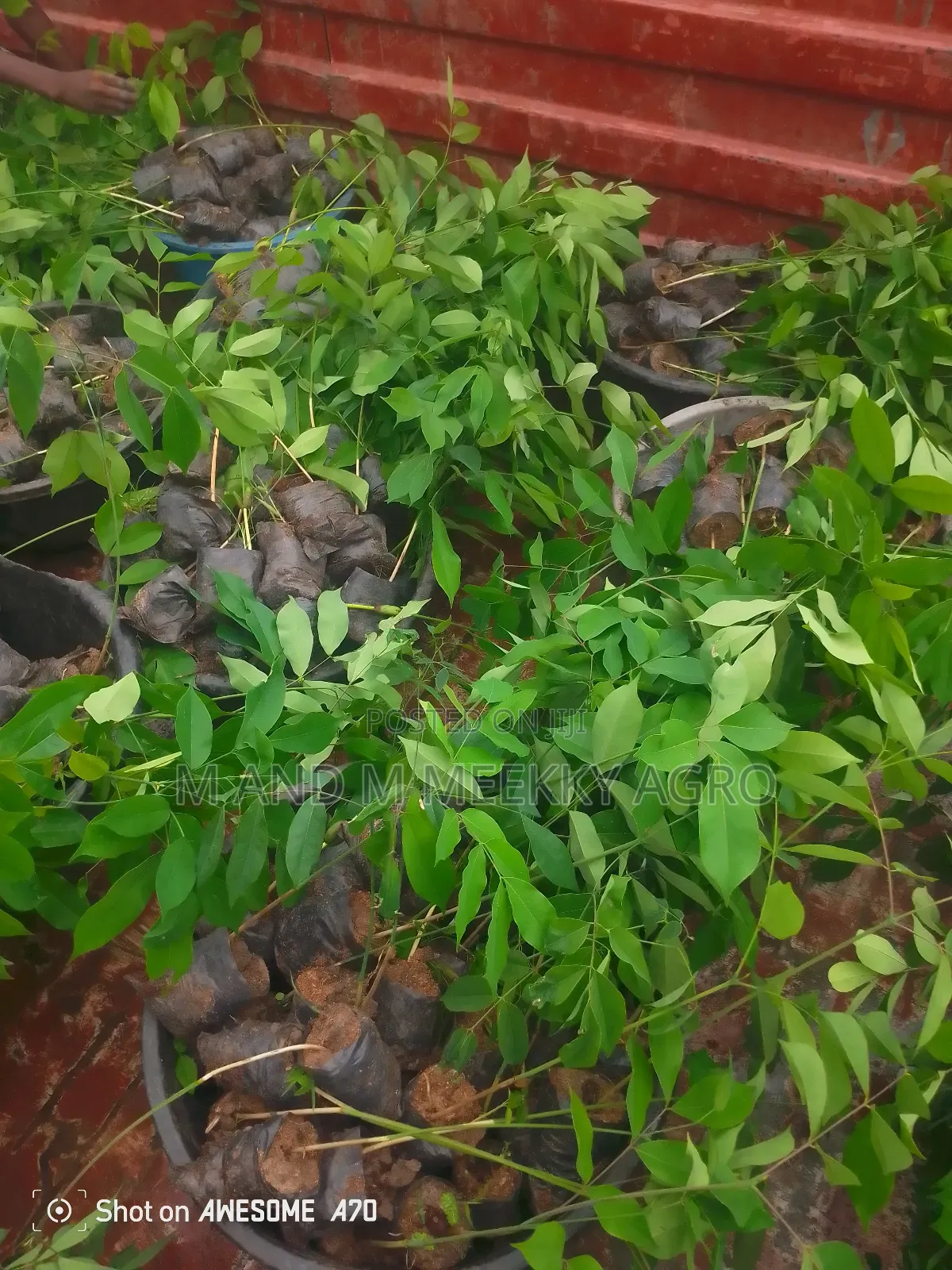 Apa African Mahogany Seedlings
