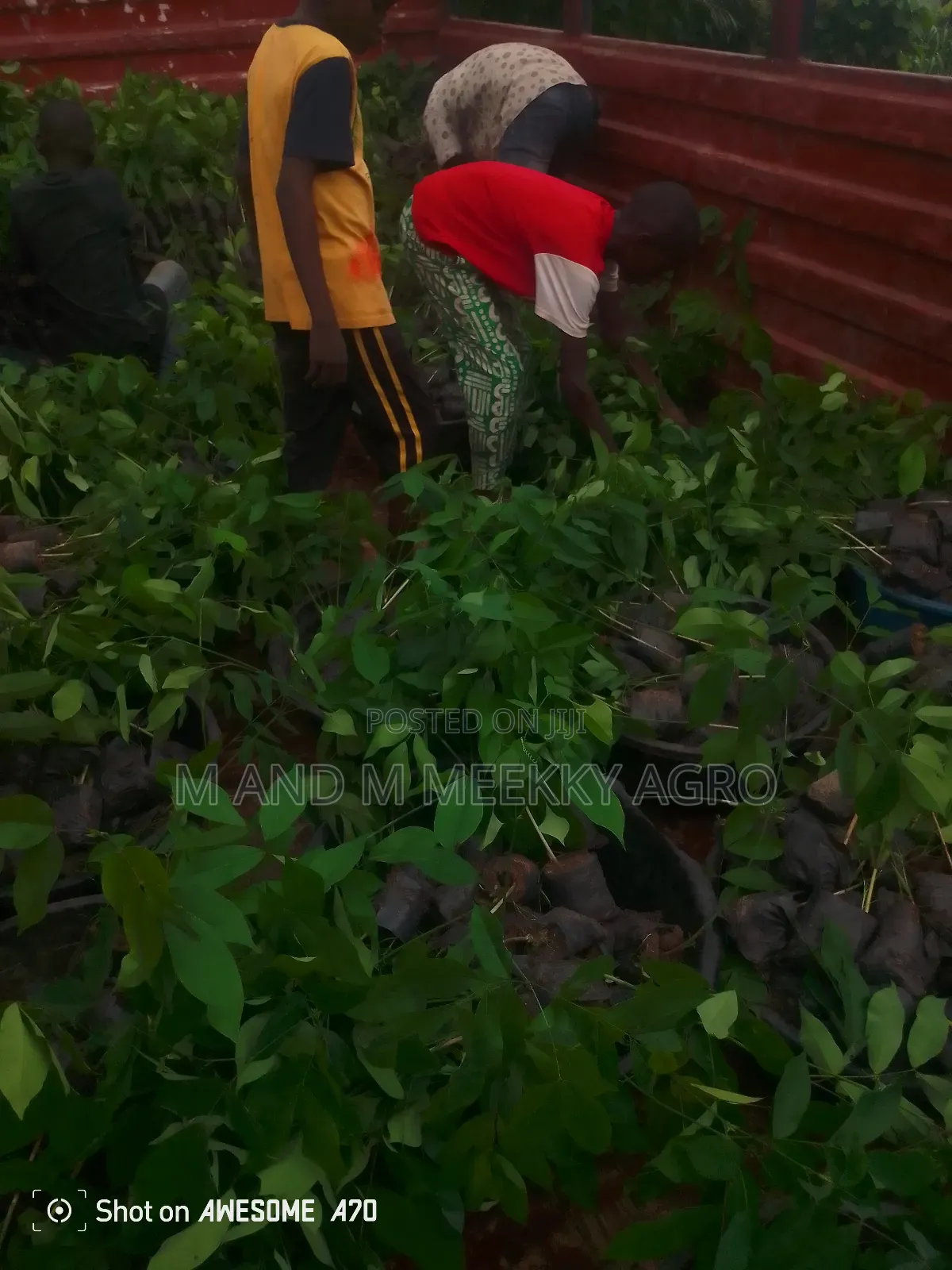  Apa African Mahogany Seedlings
