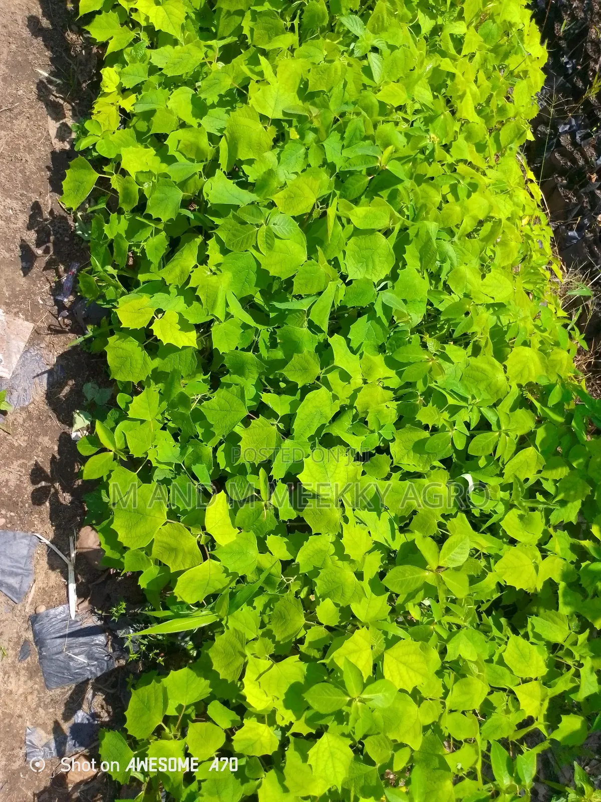 Gbemila Seedlings