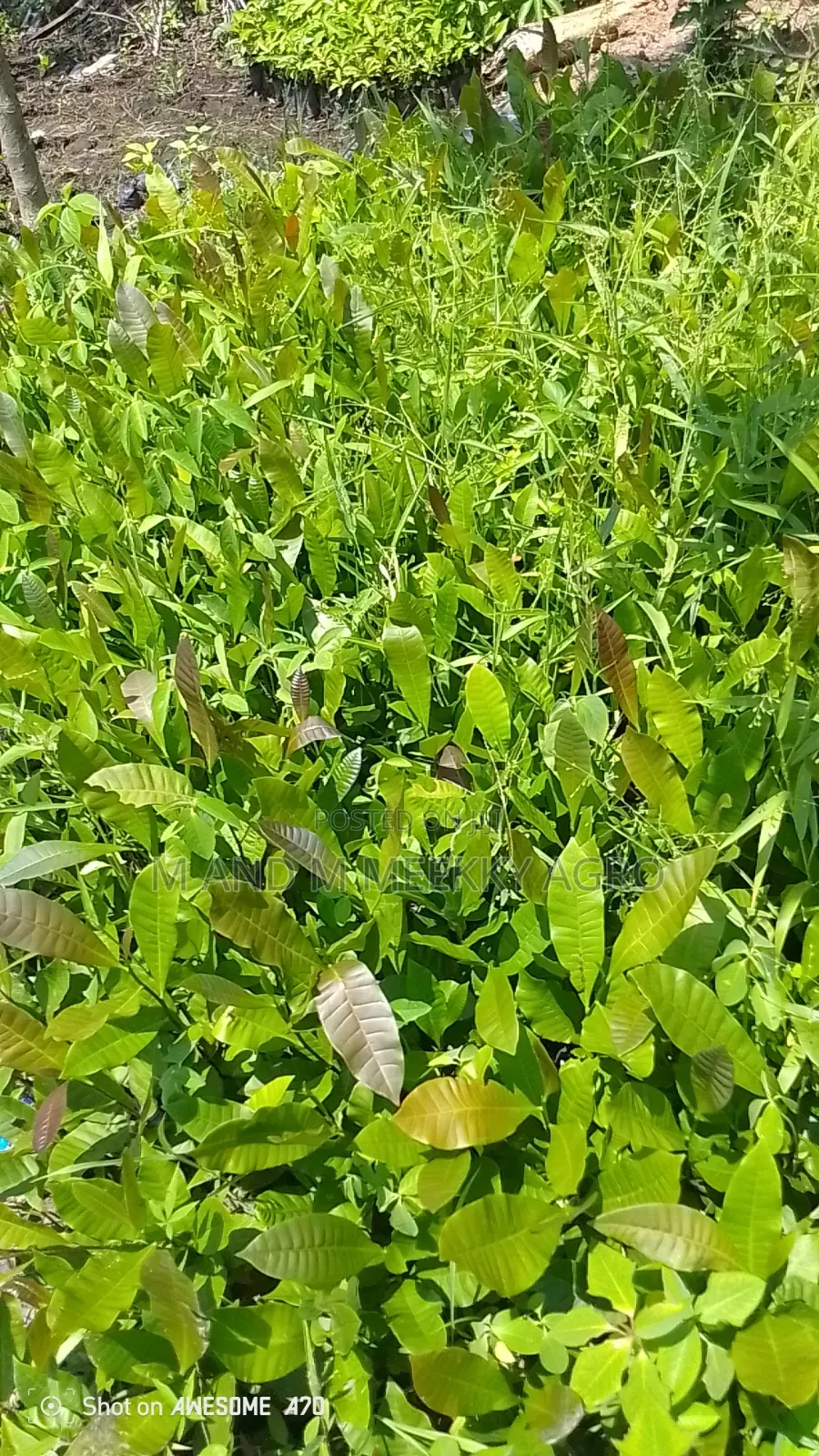  Fast Growing High Yield Cashew Seedlings 