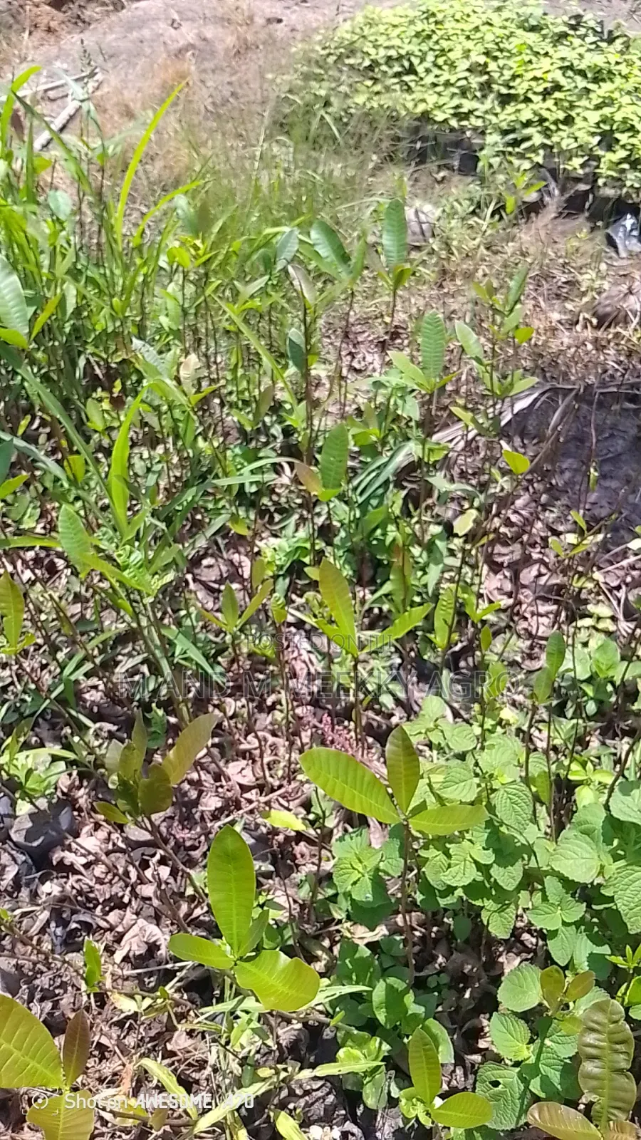  Fast Growing High Yield Cashew Seedlings 