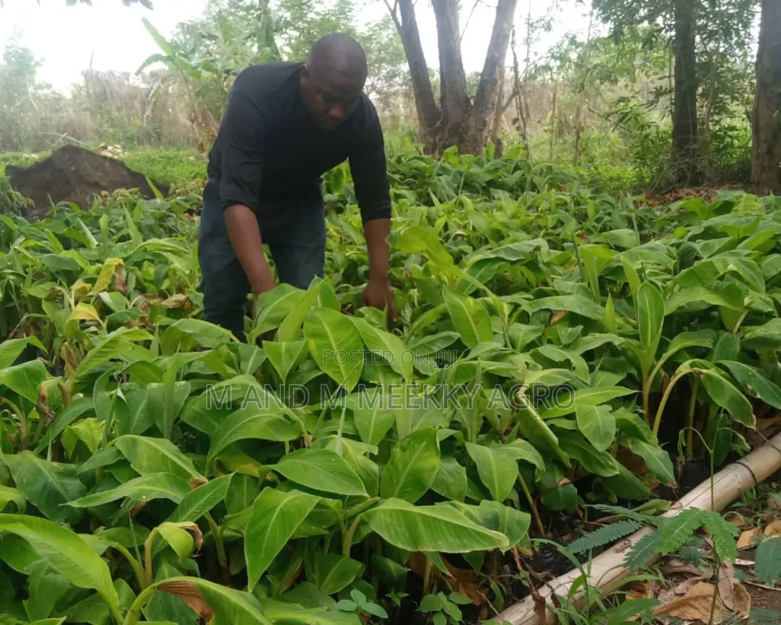 Healthy Fast Growing Banana Suckers 