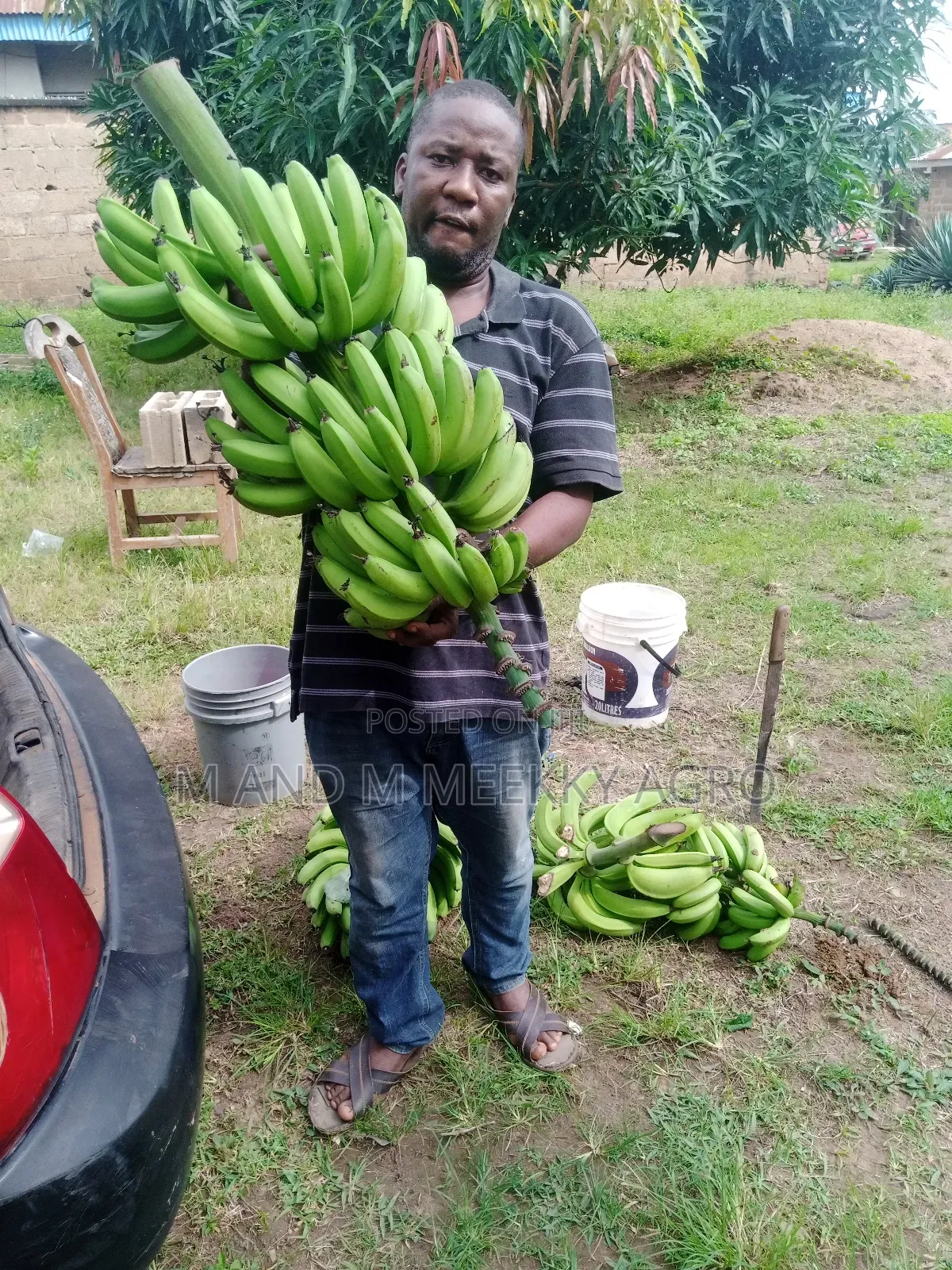 Healthy Fast Growing Banana Suckers 
