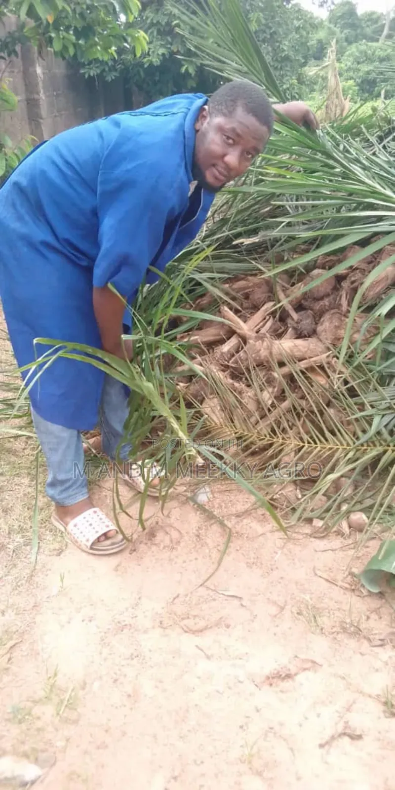 Hybrid Plantain Suckers