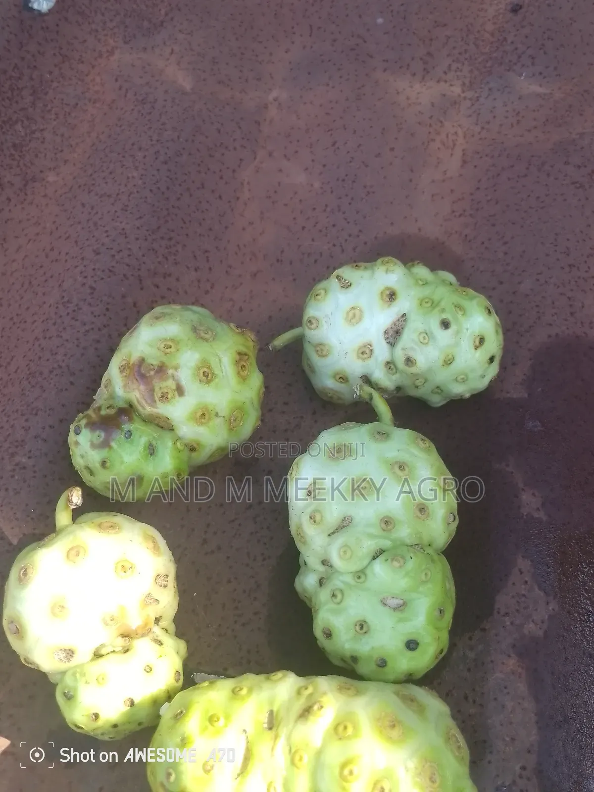 Noni Seedlings – Boost Your Health Farm Value!