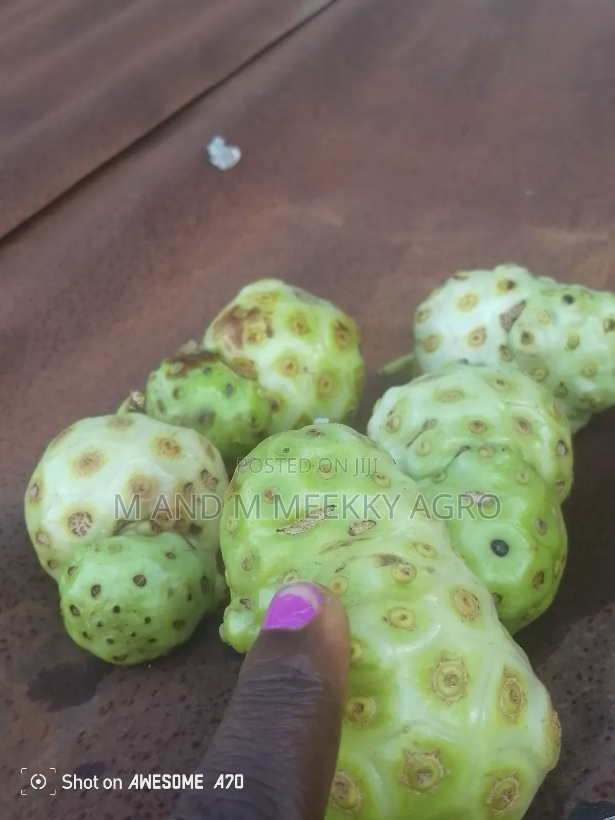 Noni Seedlings – Boost Your Health Farm Value!