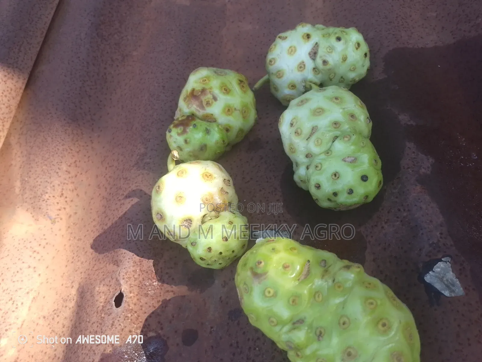 Noni Seedlings – Boost Your Health Farm Value!