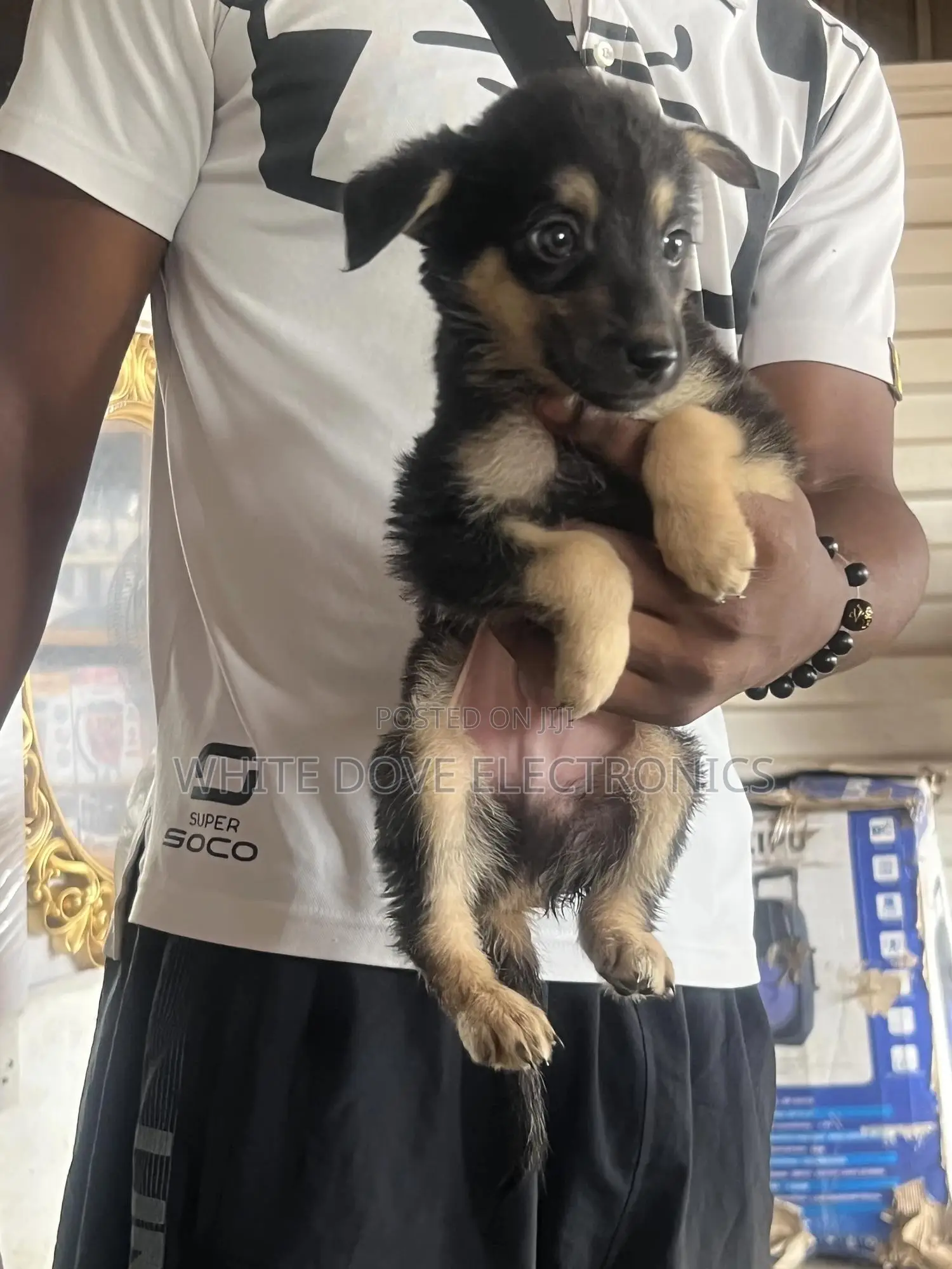 1-3 months Male Purebred German Shepherd