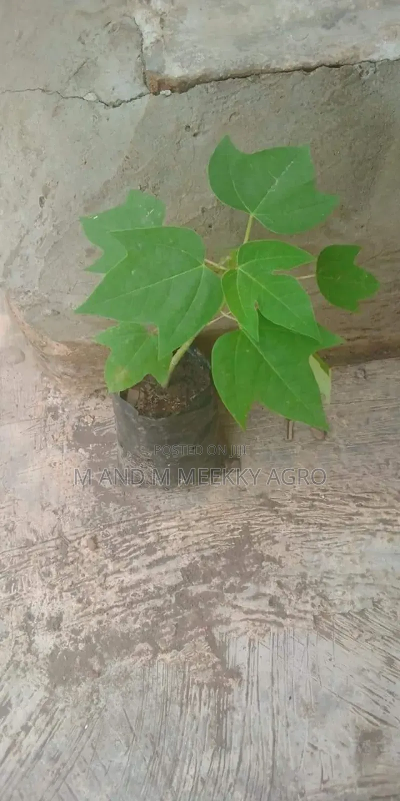  Hybrid Pawpaw (Papaya) Seedlings 