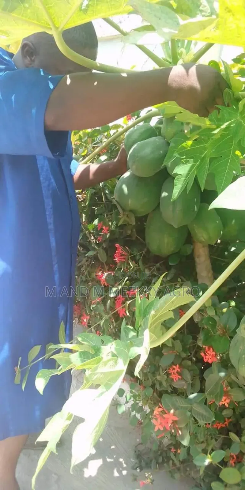  Hybrid Pawpaw (Papaya) Seedlings 