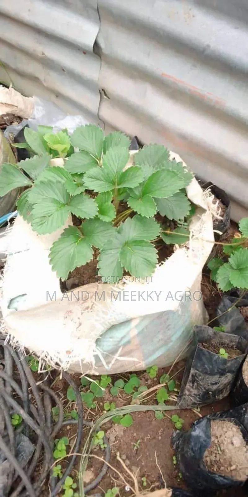 M M Meekky Agro Ventures – Strawberry Seedlings