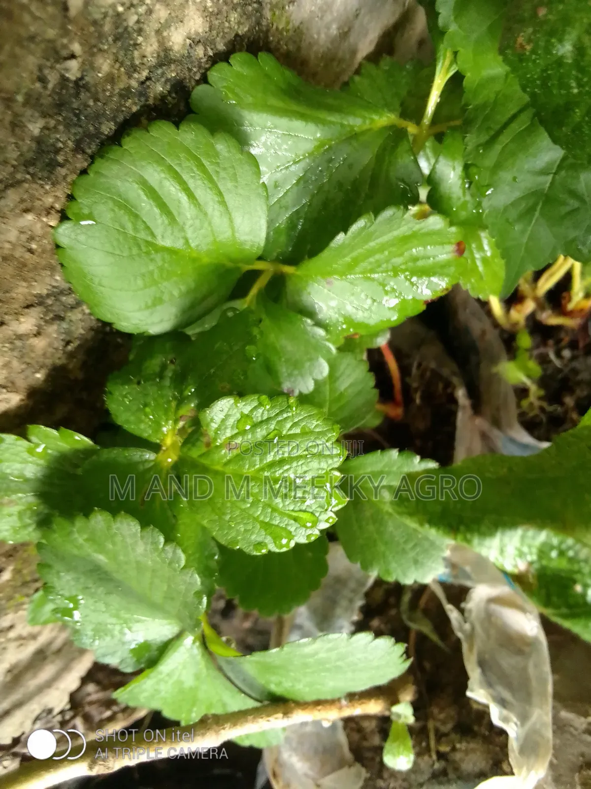  M M Meekky Agro Ventures – Strawberry Seedlings