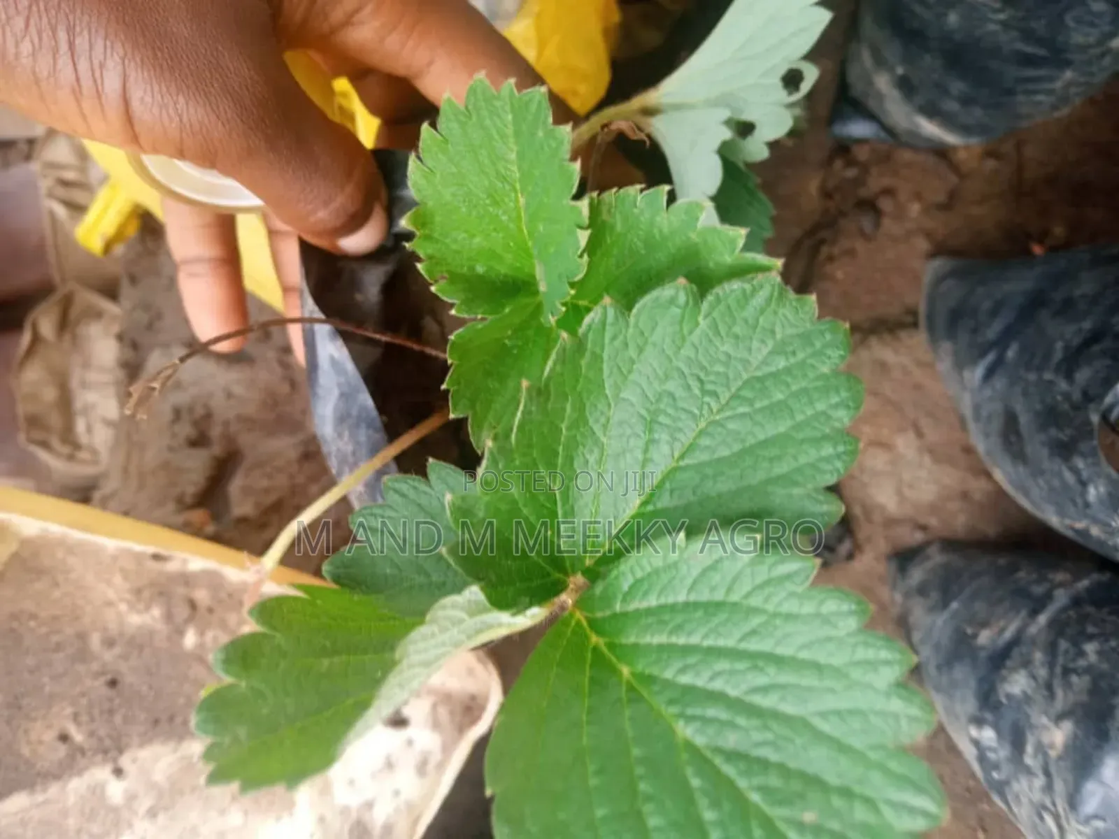  M M Meekky Agro Ventures – Strawberry Seedlings